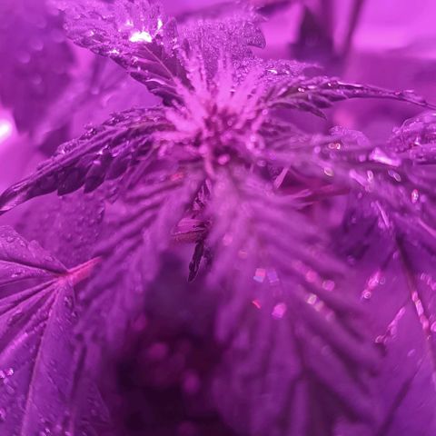 RDP_SET21 growlog timeline photo
