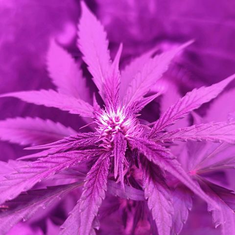 RDP_SET21 growlog timeline photo