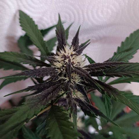 RDP_SET21 growlog timeline photo