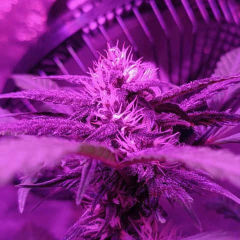 RDP_SET21 growlog timeline photo