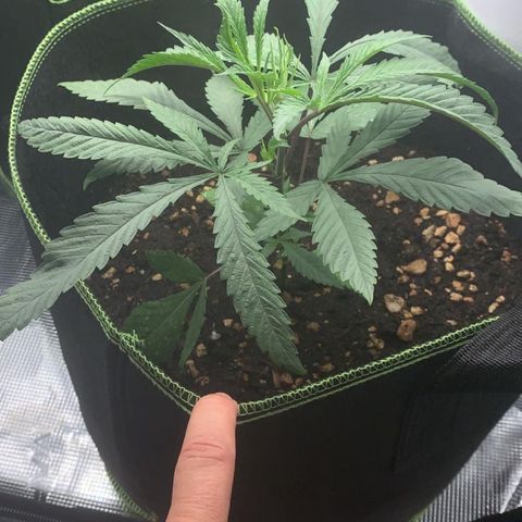 Mimosa #1 growlog timeline photo
