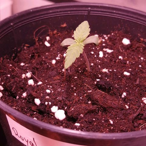 Royal Gorilla 9 growlog photo: Royal Gorilla en su sexto día en el armario. 