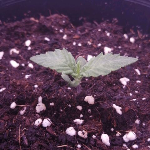 Royal Gorilla 9 growlog timeline photo