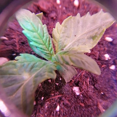 Royal Gorilla 9 growlog timeline photo