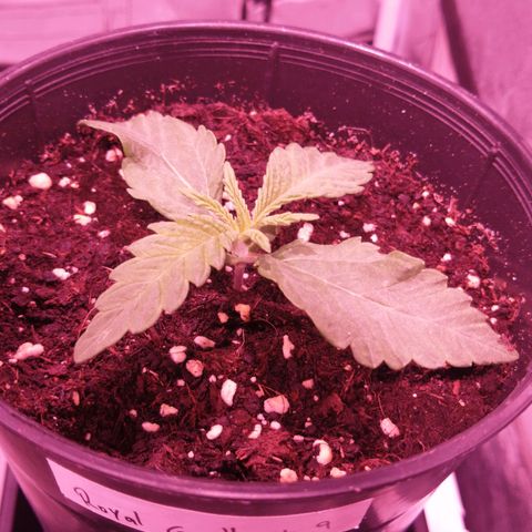 Royal Gorilla 9 growlog photo: ROYAL GORILLA #9 tampoco muestra apuro en su proceso y va tranquila disfrutando de la deliciosa agua y luz. 