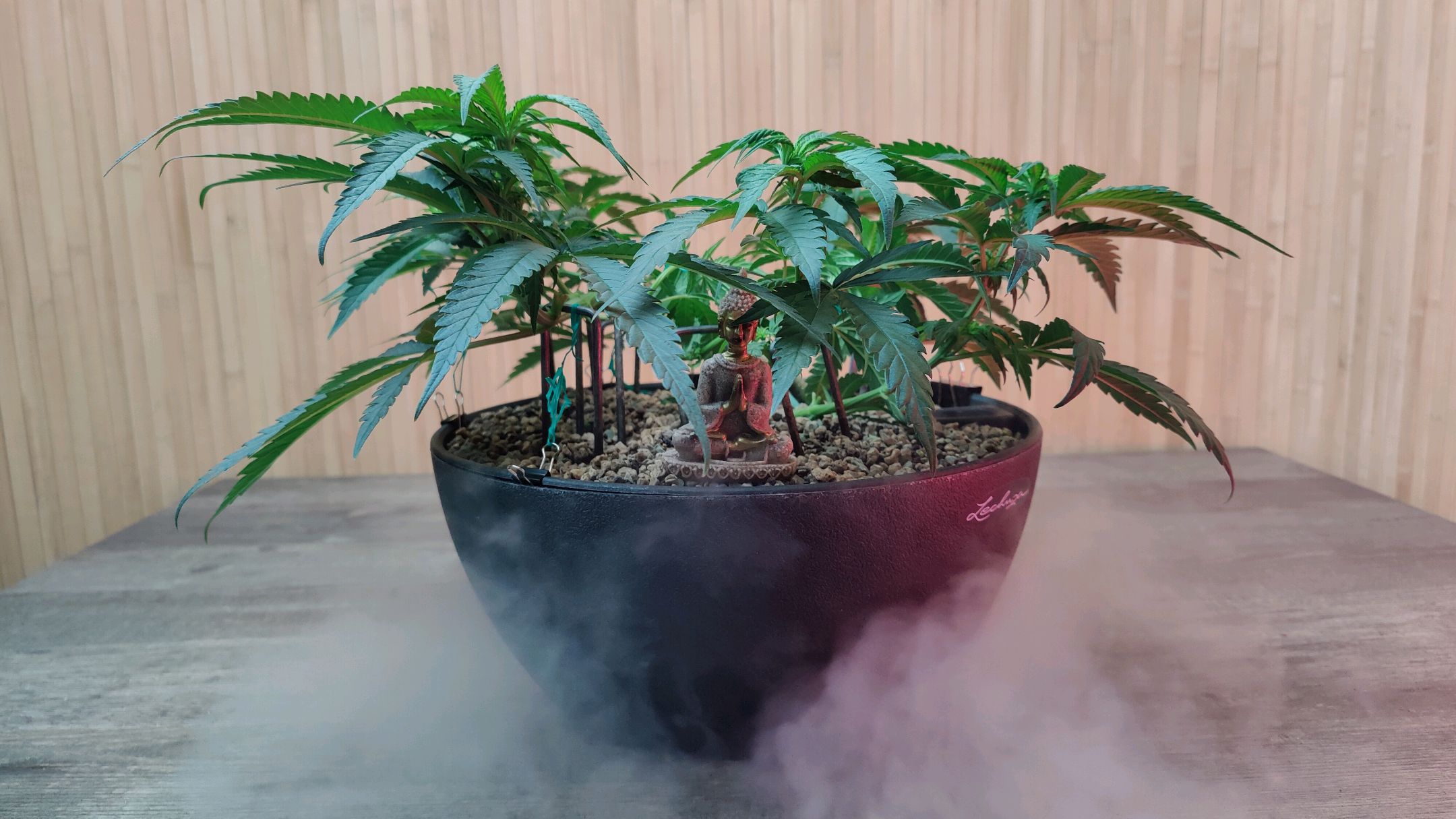 Cinderella 99 growlog header