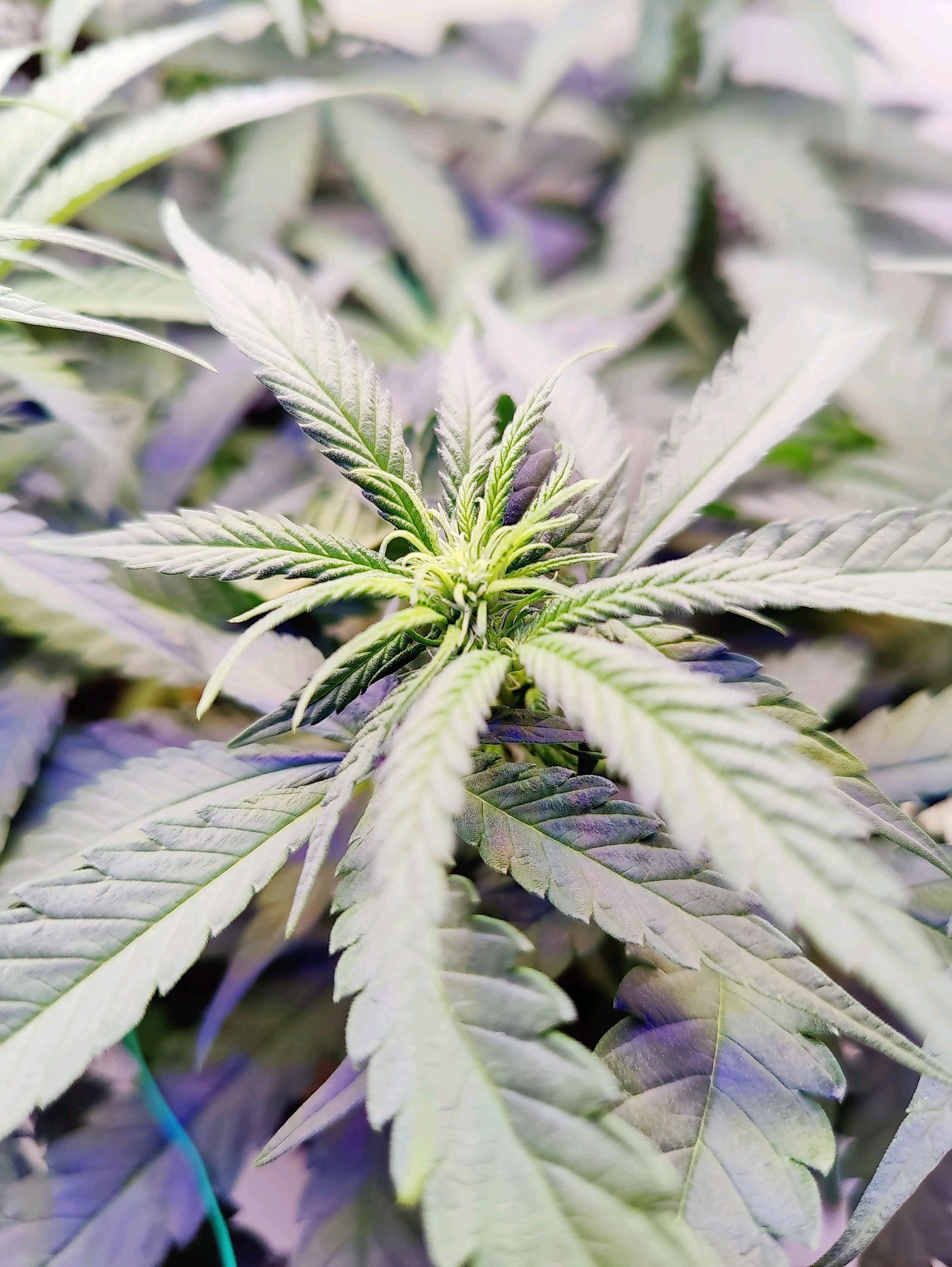 Cinderella 99 growlog photo 6