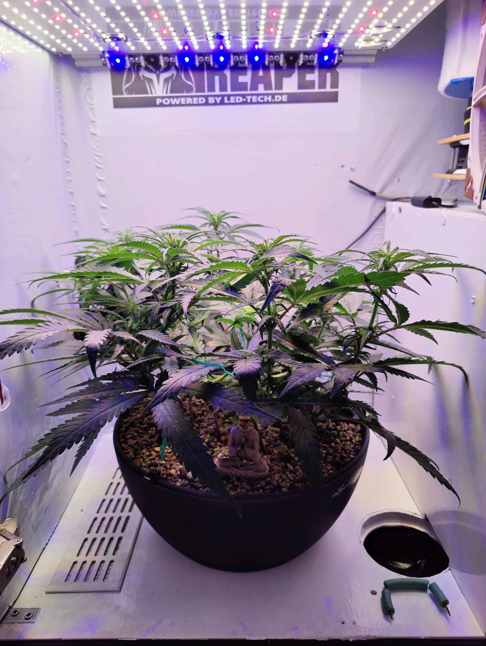 Cinderella 99 growlog photo 7