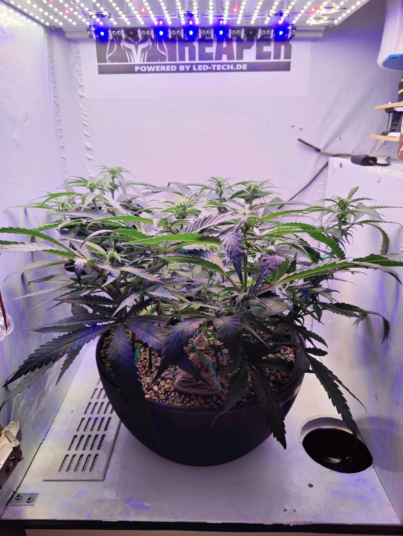 Cinderella 99 growlog photo 9