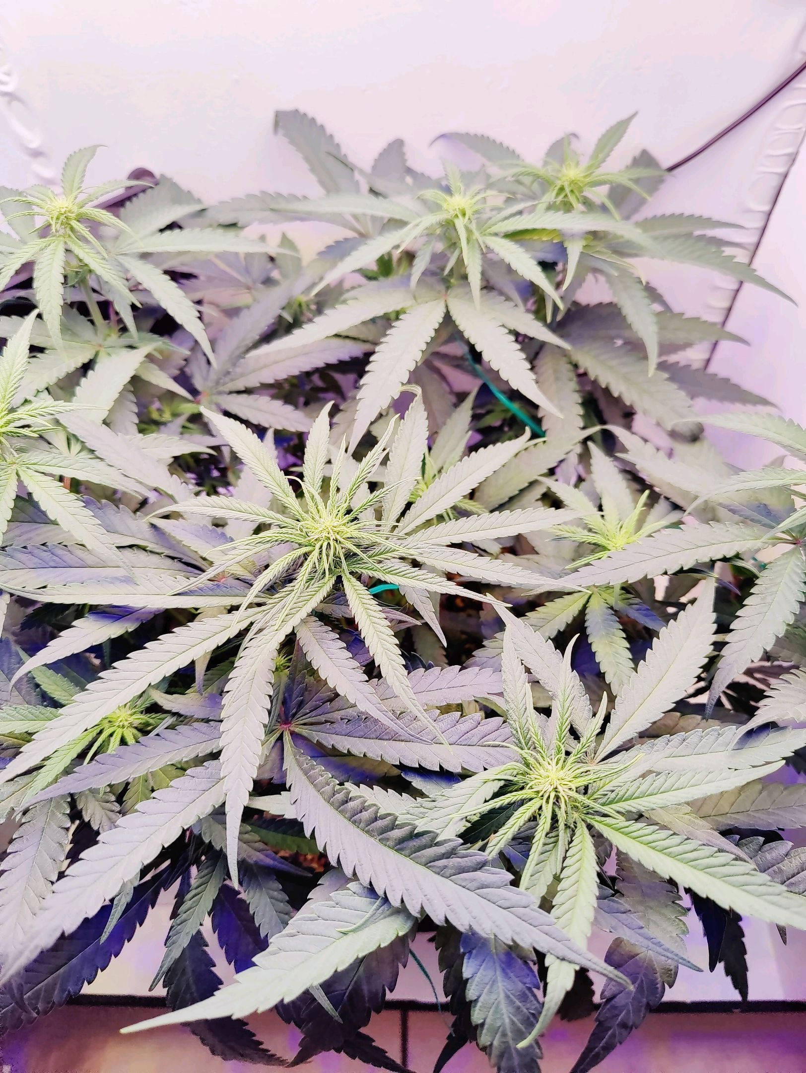 Cinderella 99 growlog photo 10