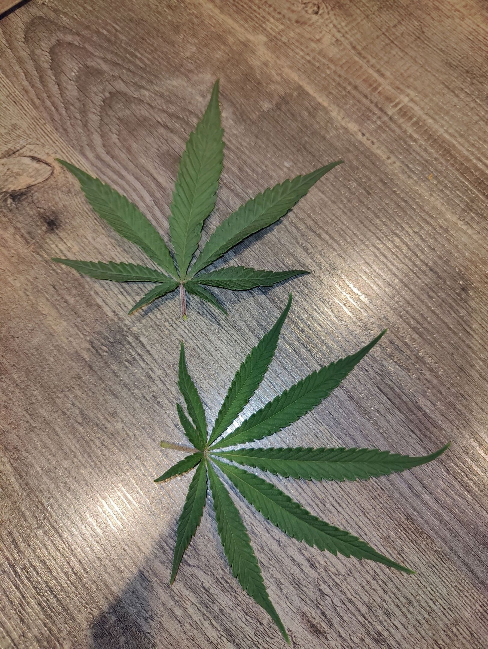 Cinderella 99 growlog photo 8