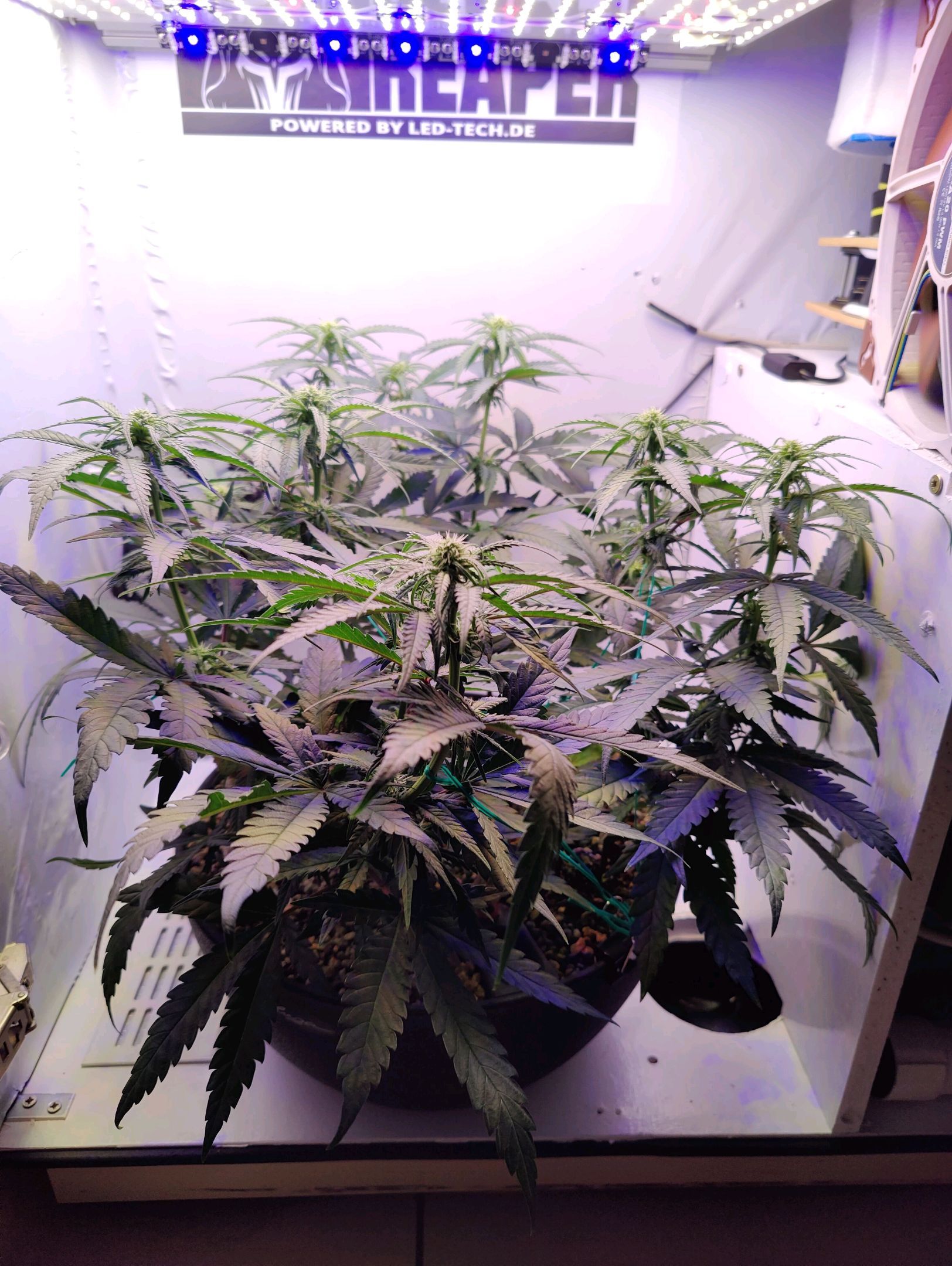 Cinderella 99 growlog photo 12