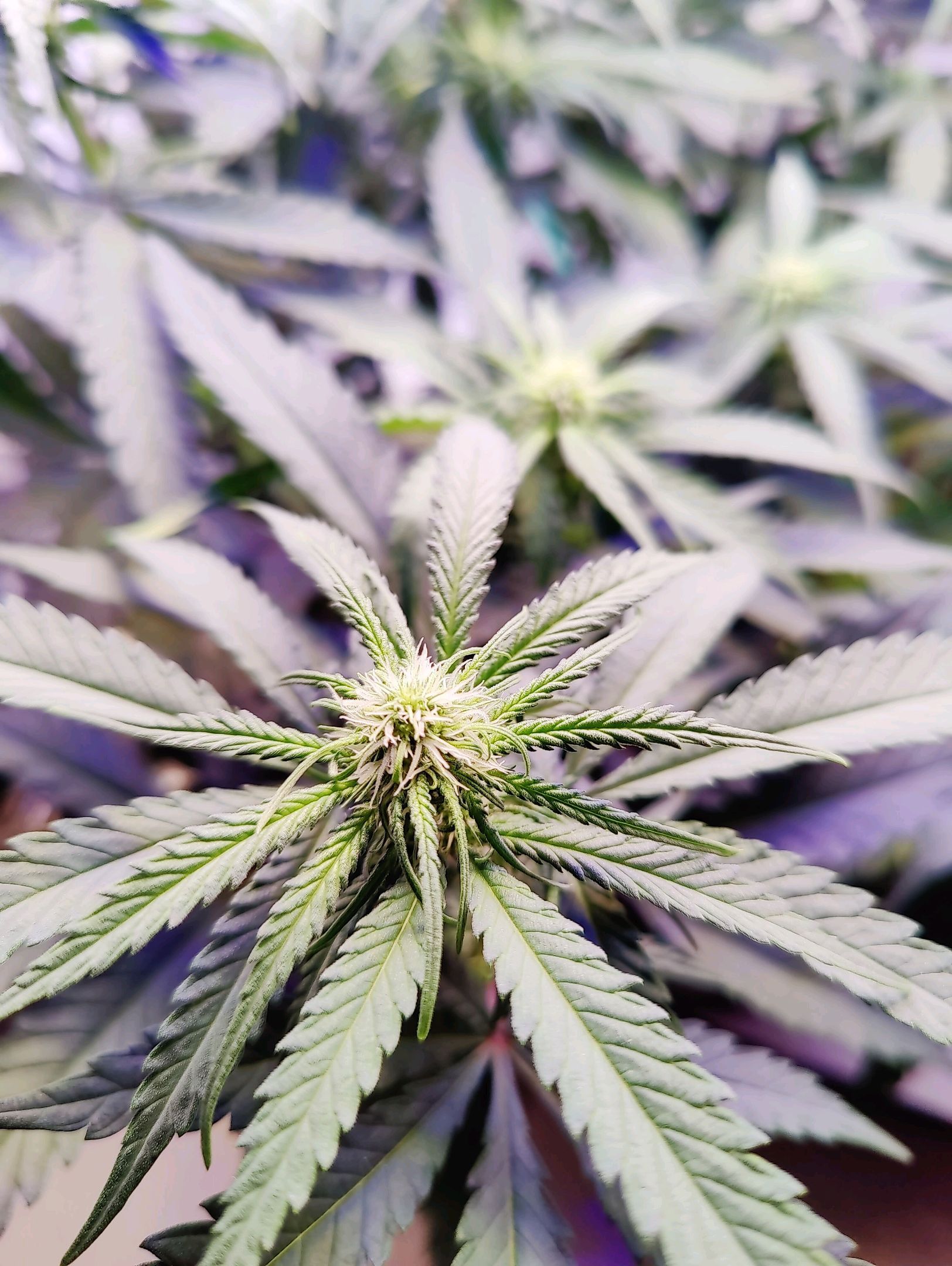 Cinderella 99 growlog photo 11