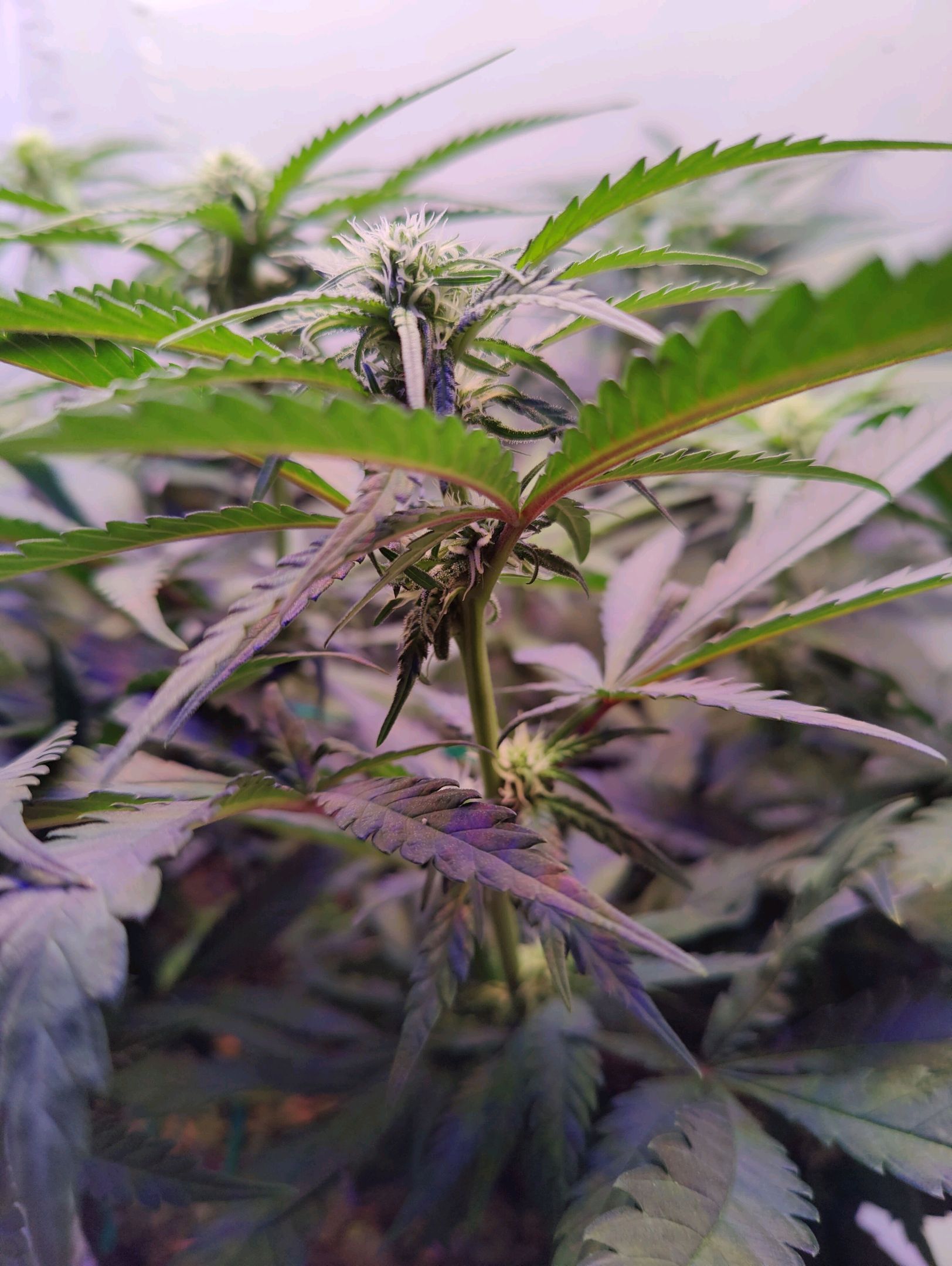 Cinderella 99 growlog photo 14