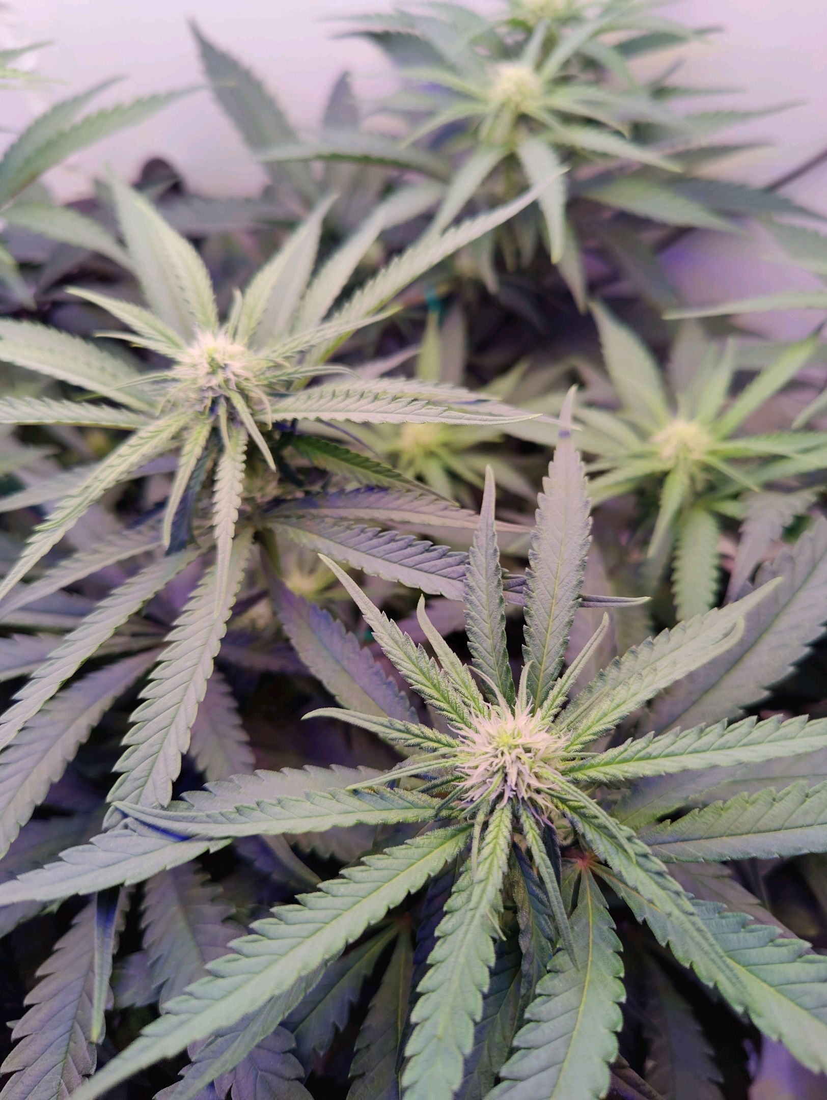 Cinderella 99 growlog photo 13