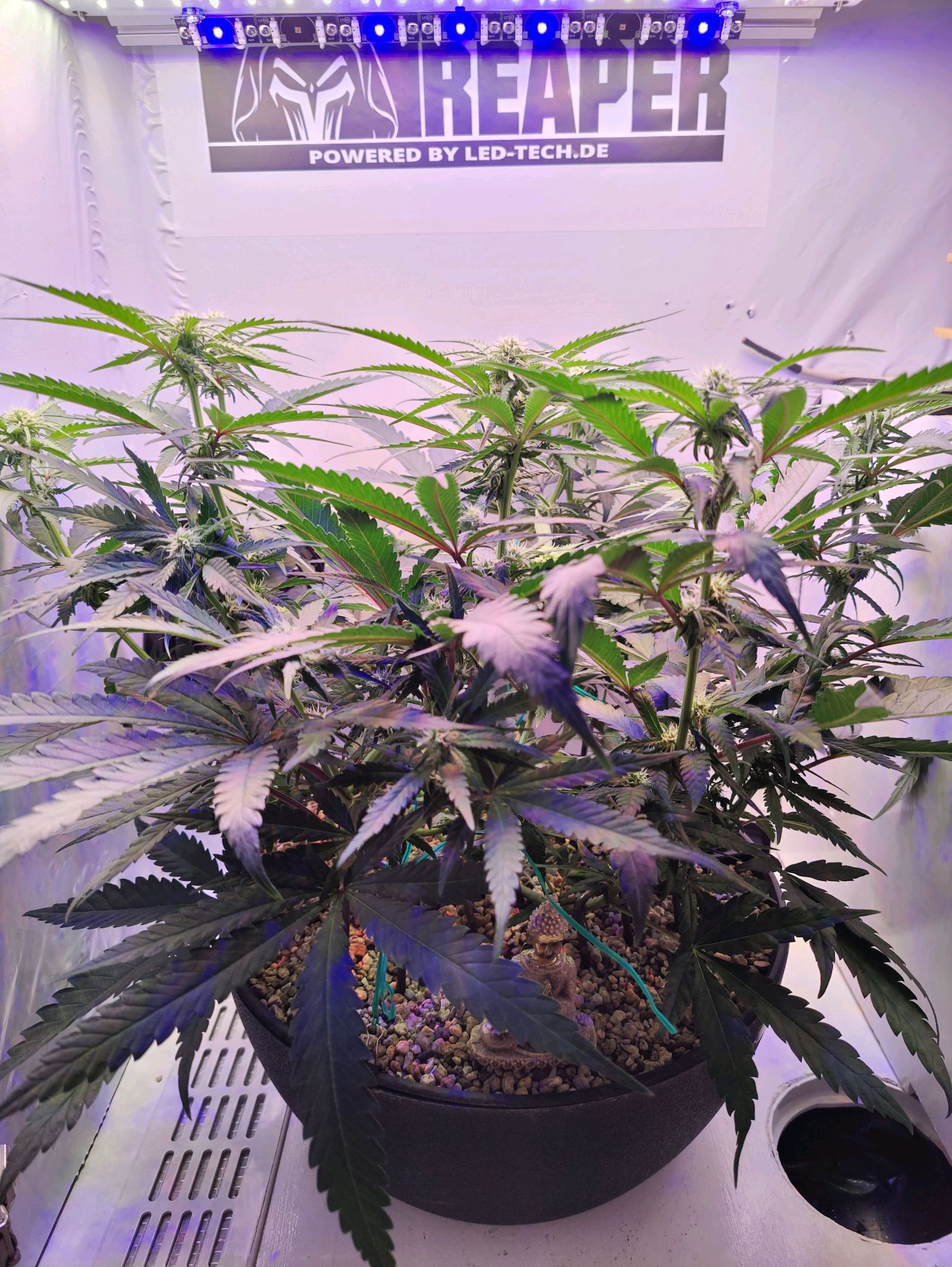 Cinderella 99 growlog photo 15