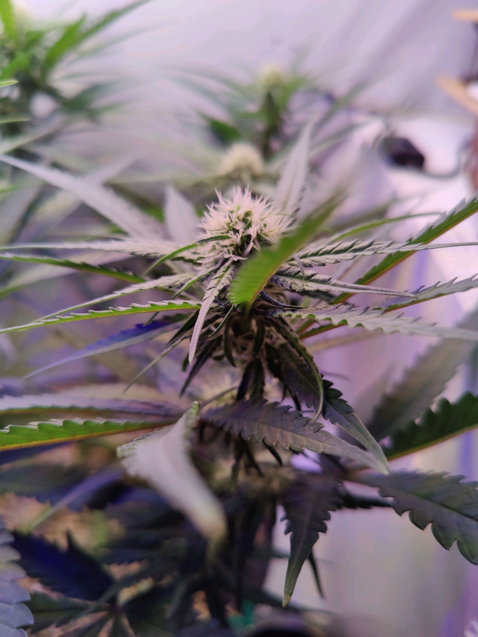 Cinderella 99 growlog photo 17