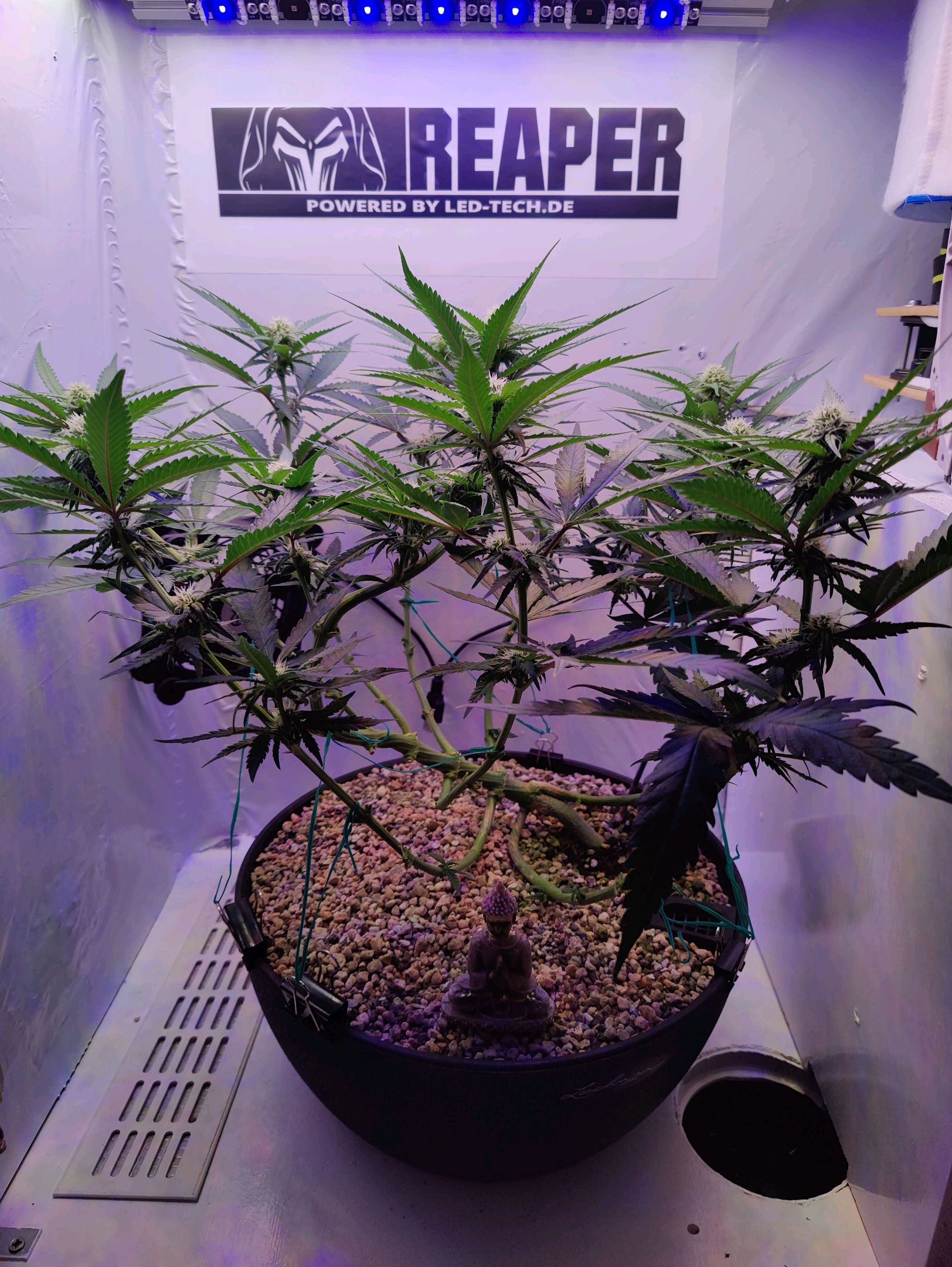 Cinderella 99 growlog photo 16