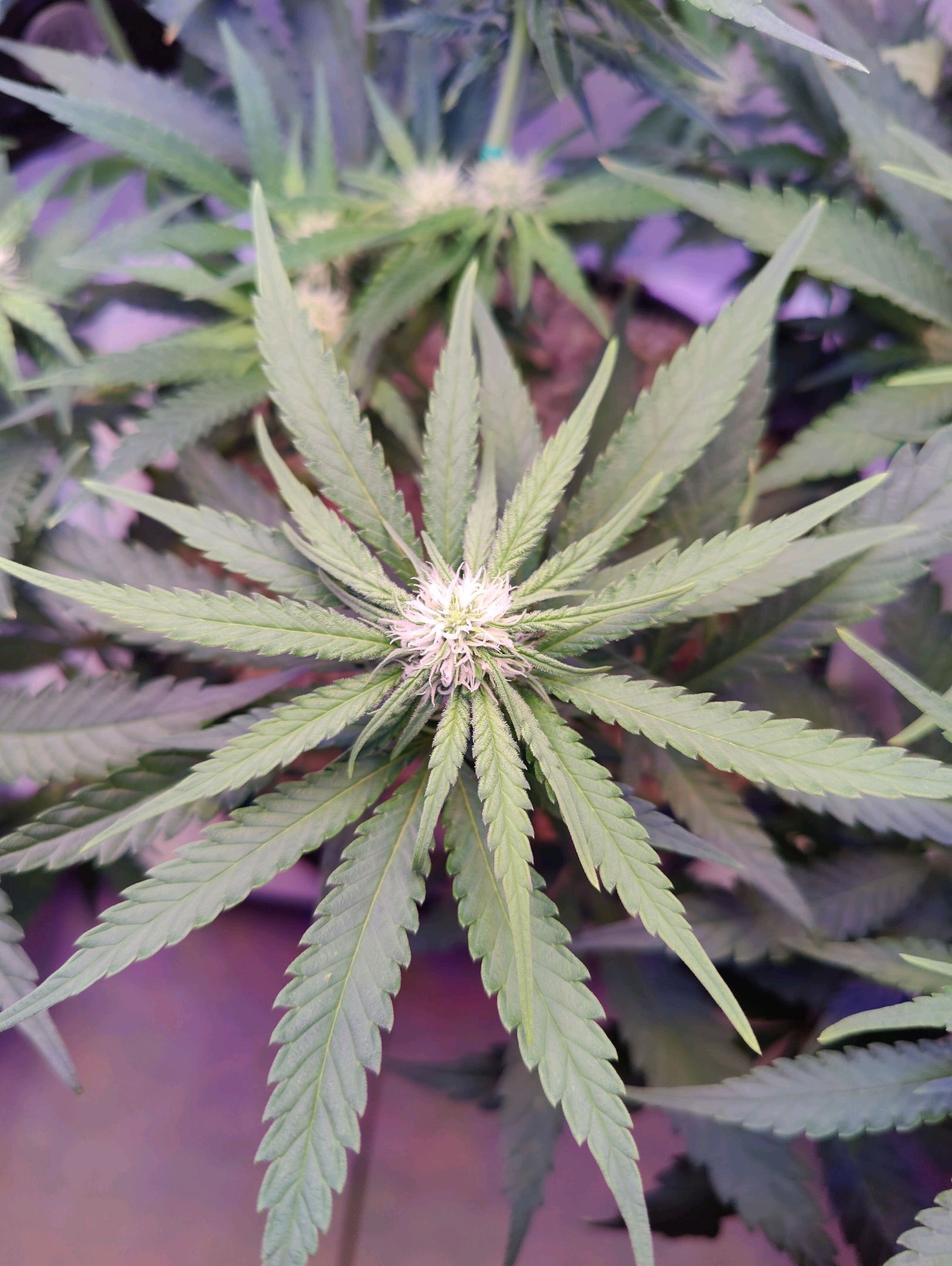 Cinderella 99 growlog photo 18