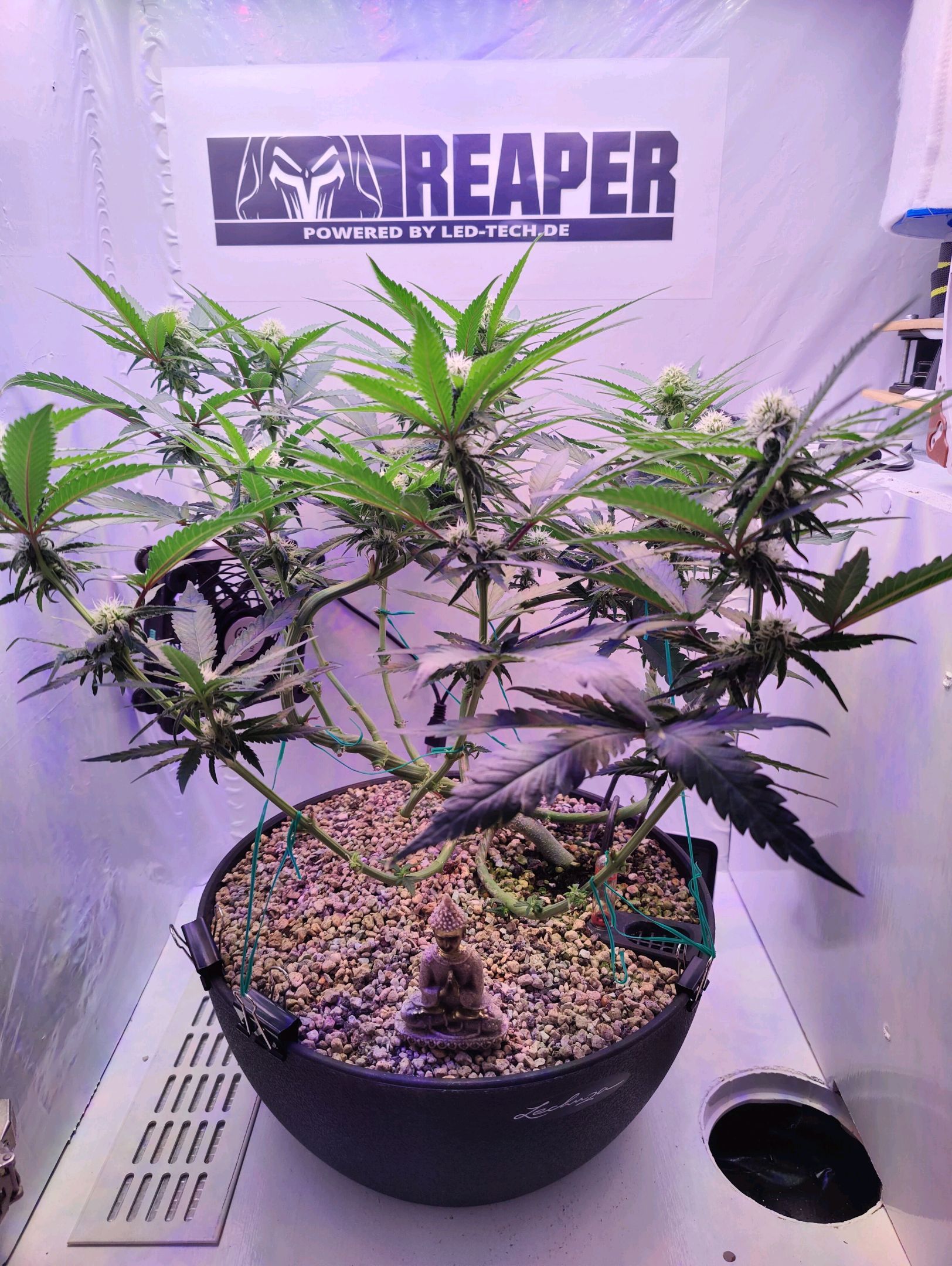 Cinderella 99 growlog photo 21