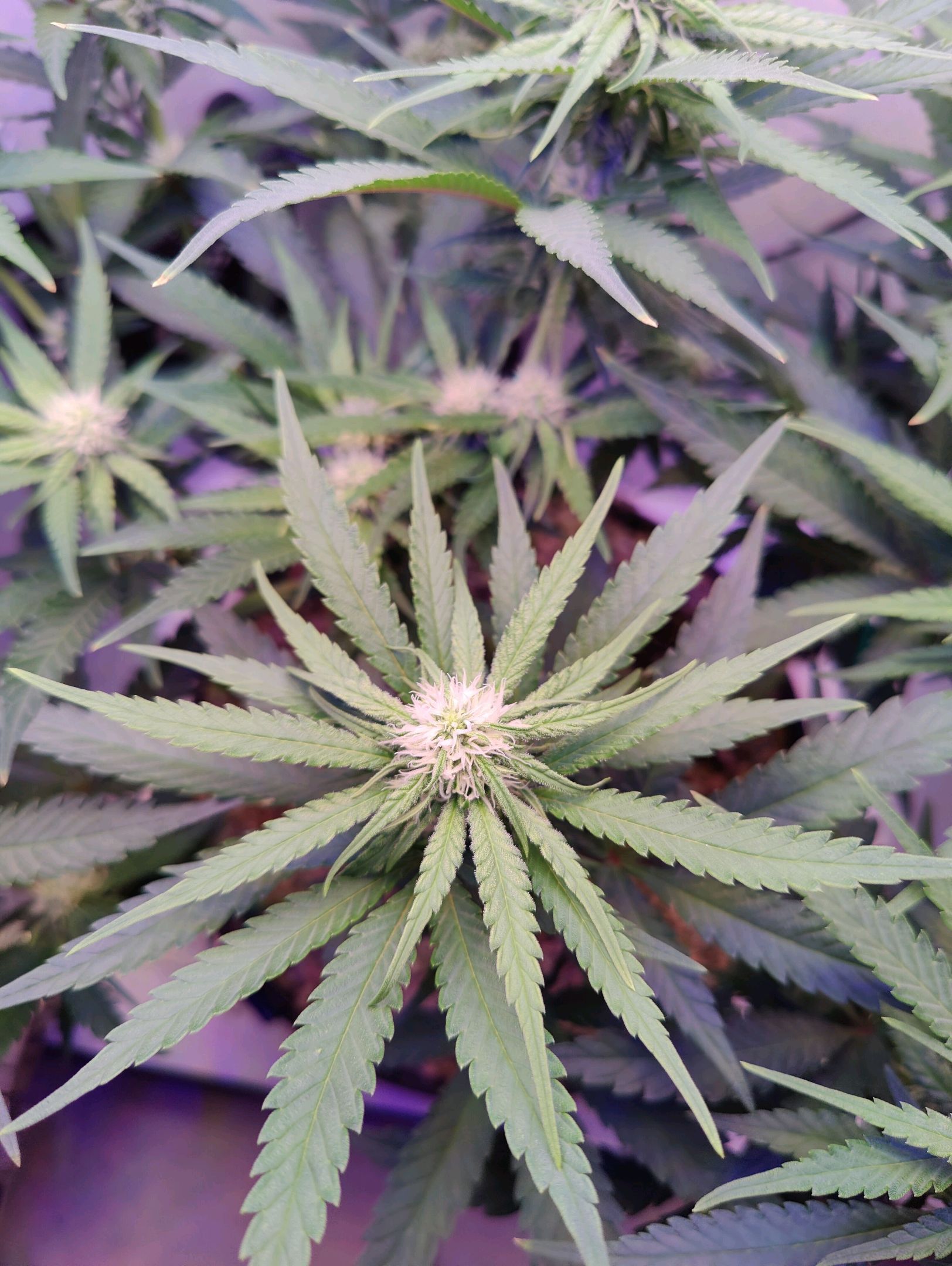 Cinderella 99 growlog photo 19