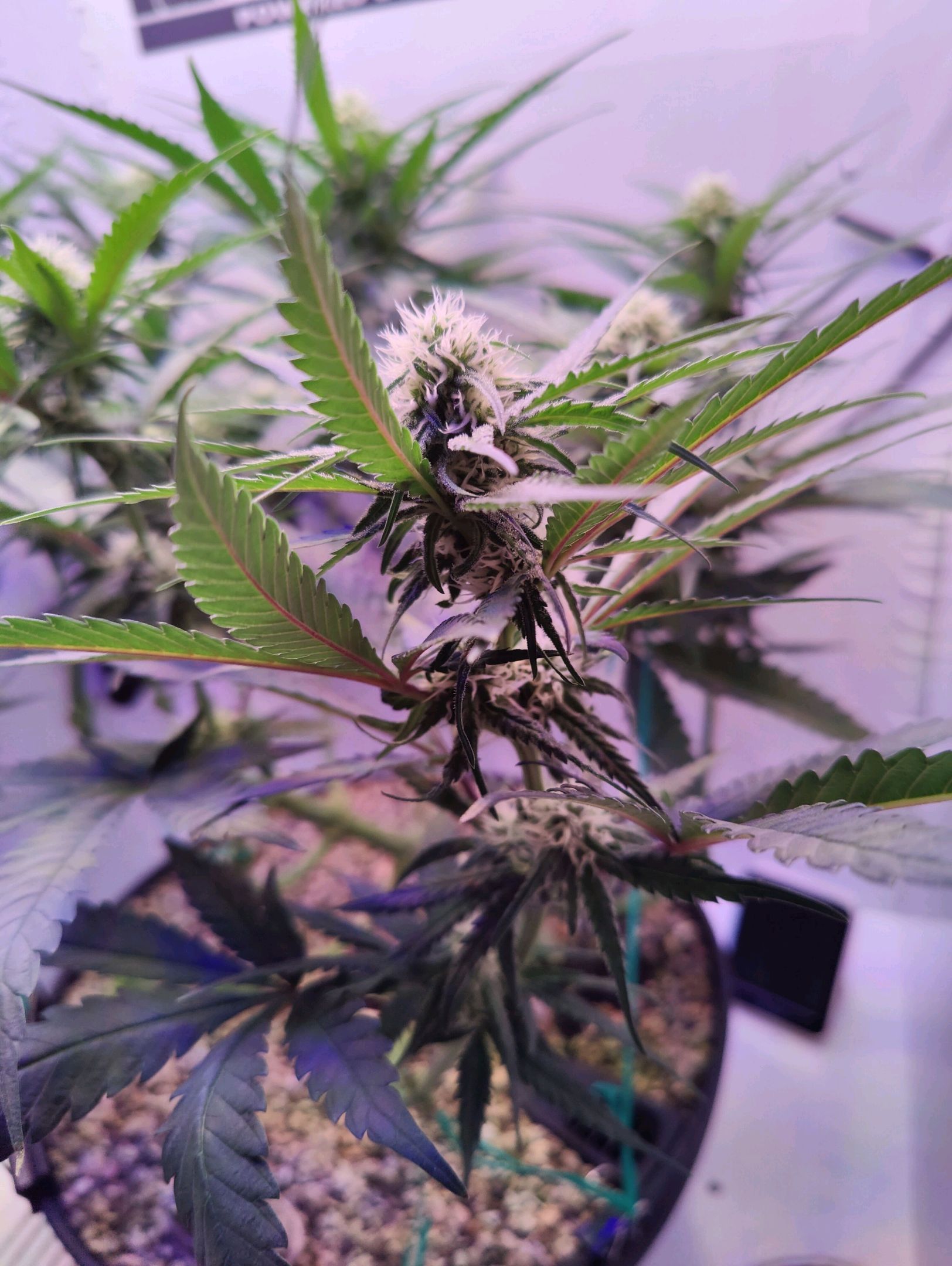 Cinderella 99 growlog photo 20