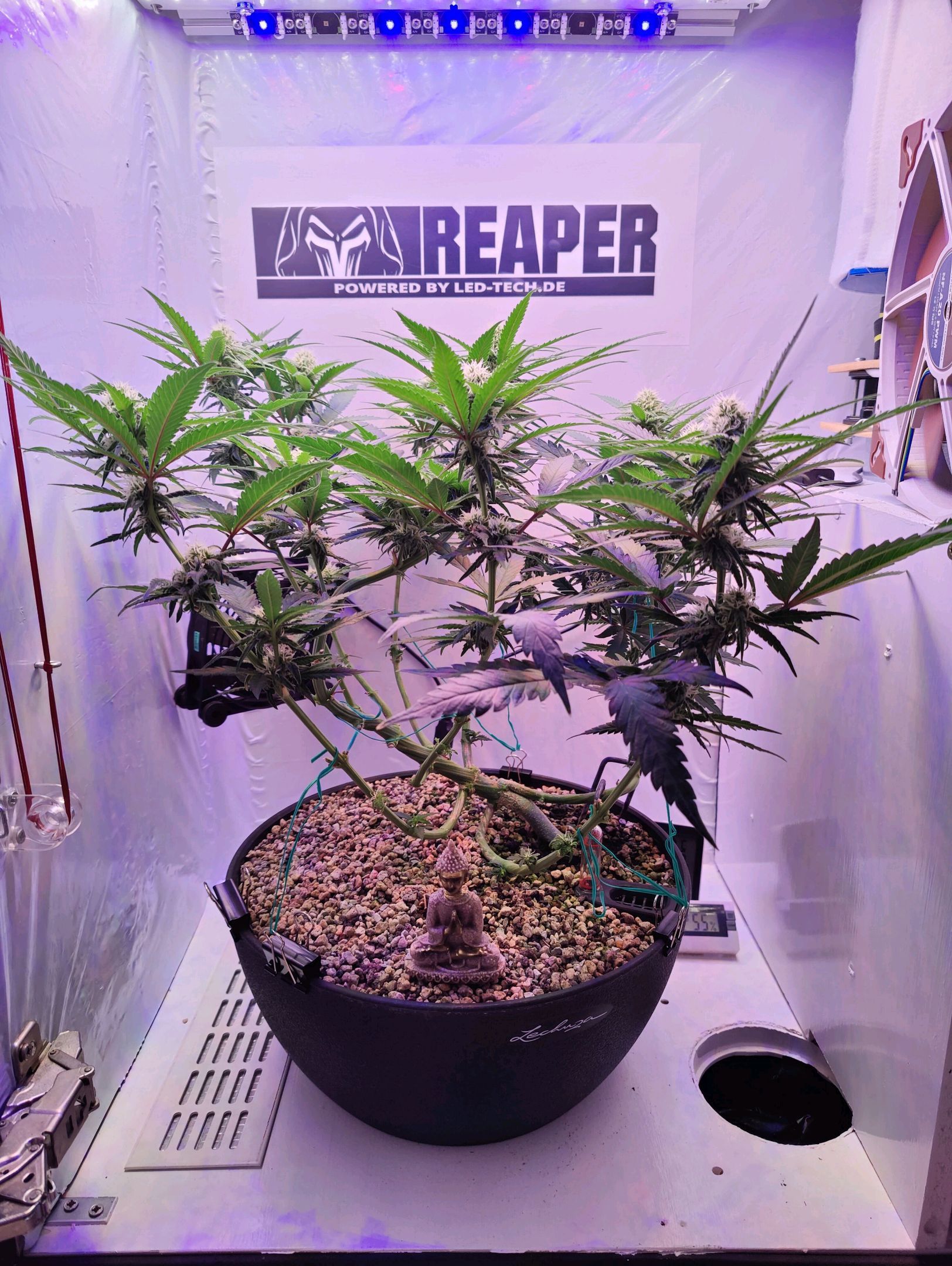 Cinderella 99 growlog photo 22