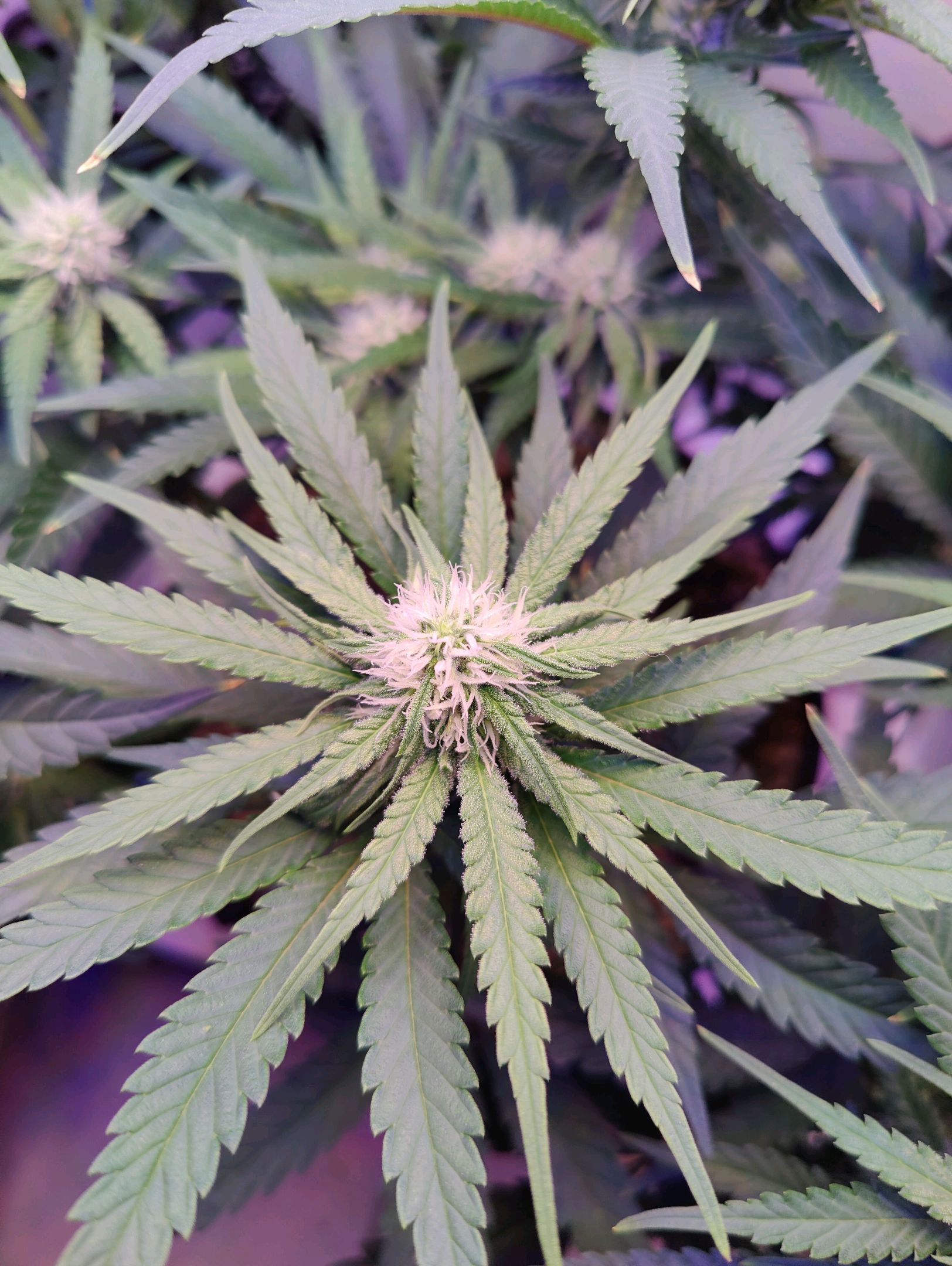 Cinderella 99 growlog photo 23