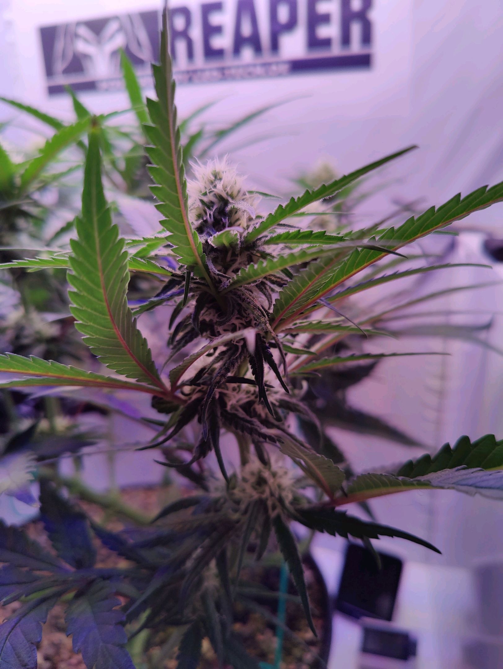 Cinderella 99 growlog photo 24