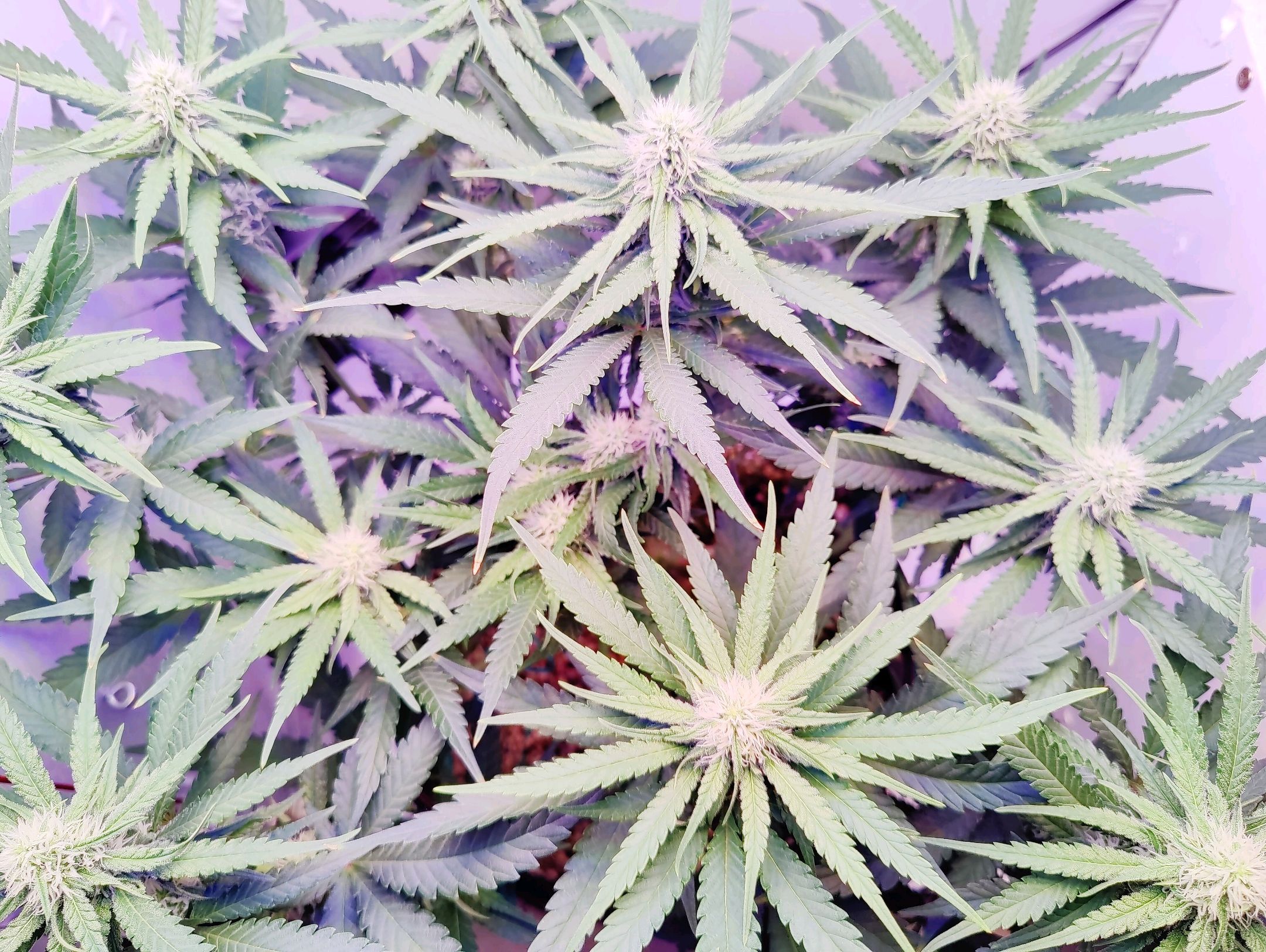 Cinderella 99 growlog photo 25