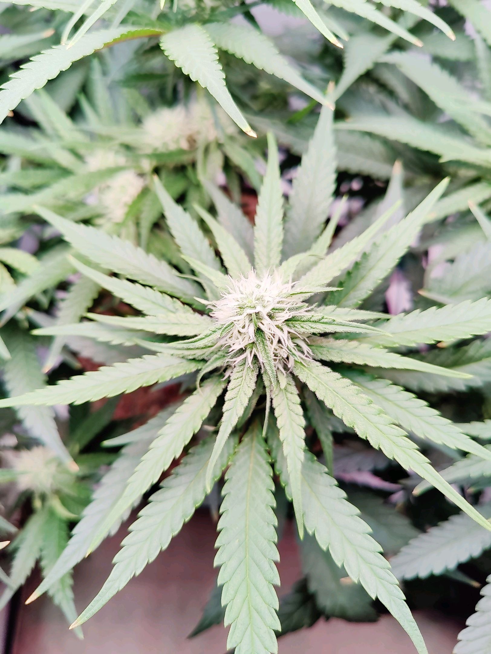 Cinderella 99 growlog photo 26