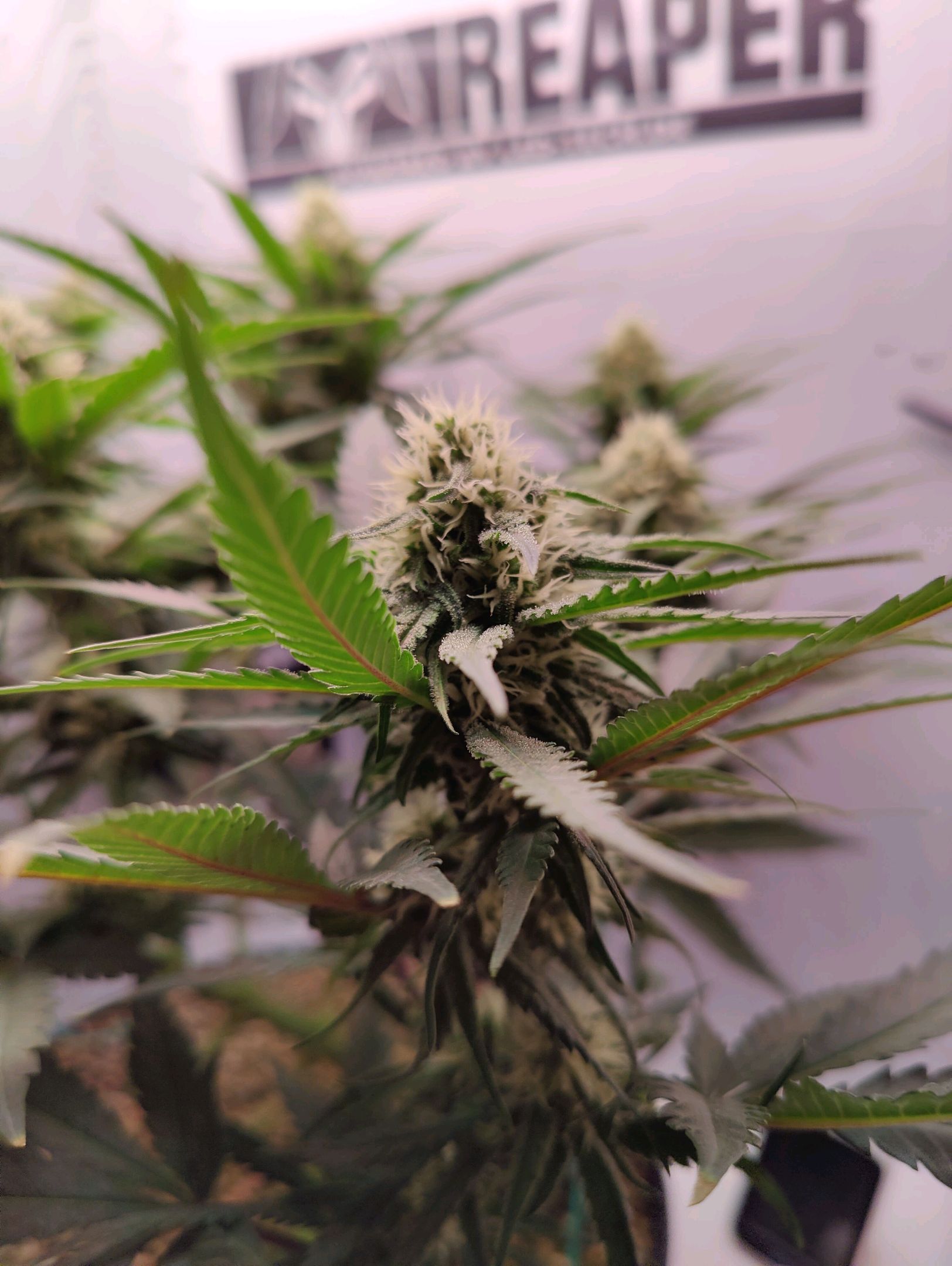 Cinderella 99 growlog photo 27