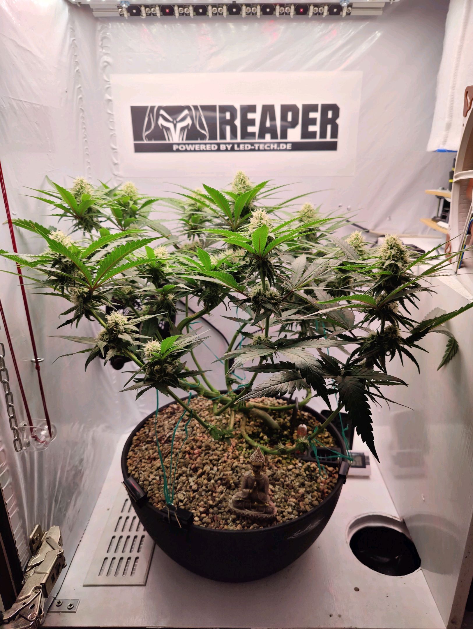 Cinderella 99 growlog photo 28