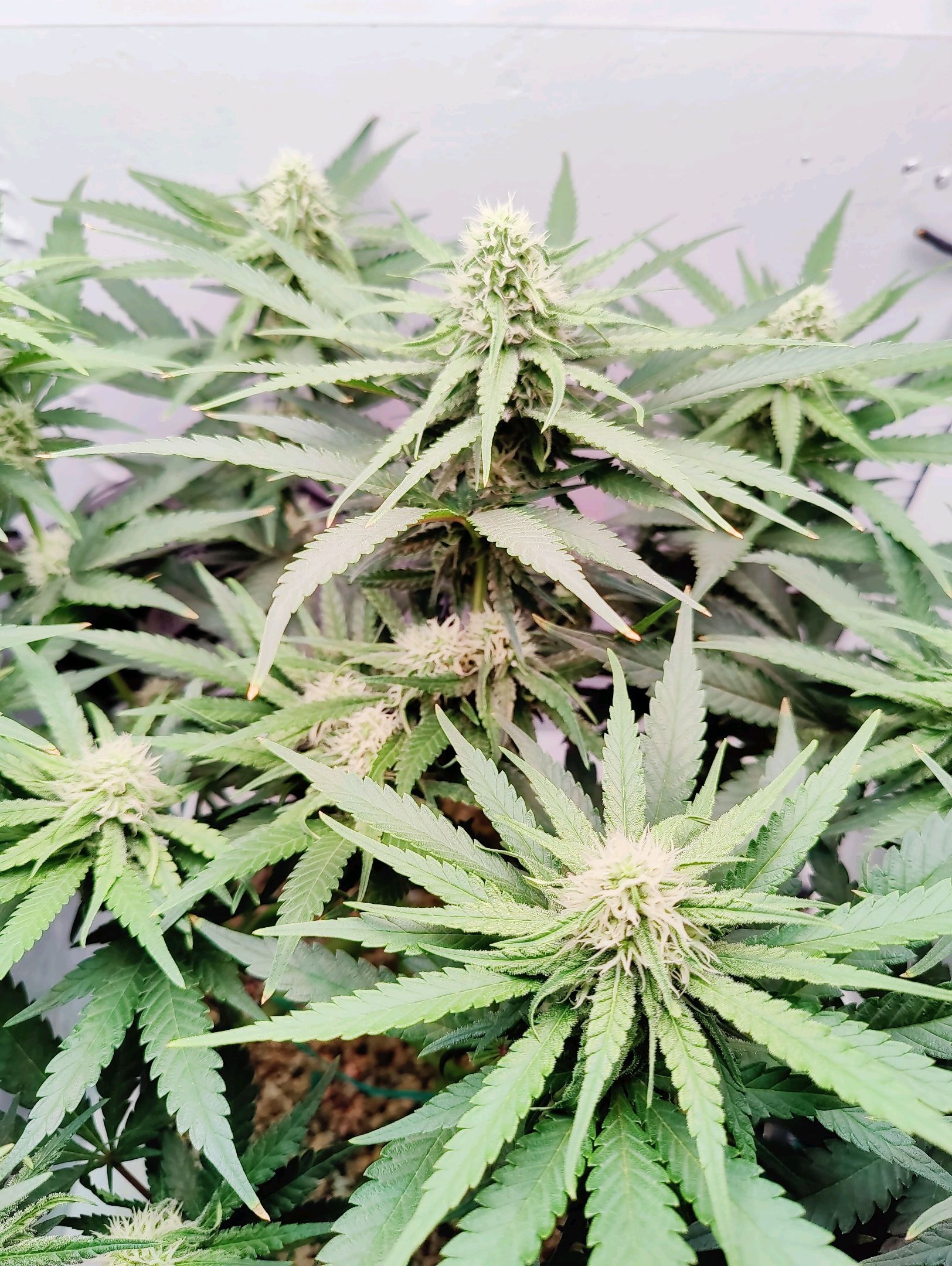 Cinderella 99 growlog photo 29