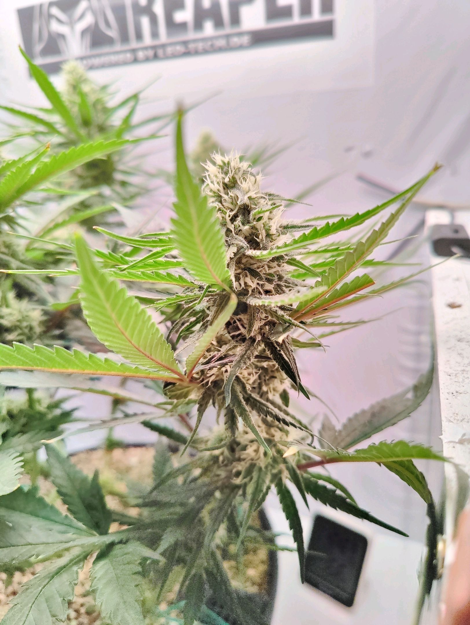 Cinderella 99 growlog photo 30