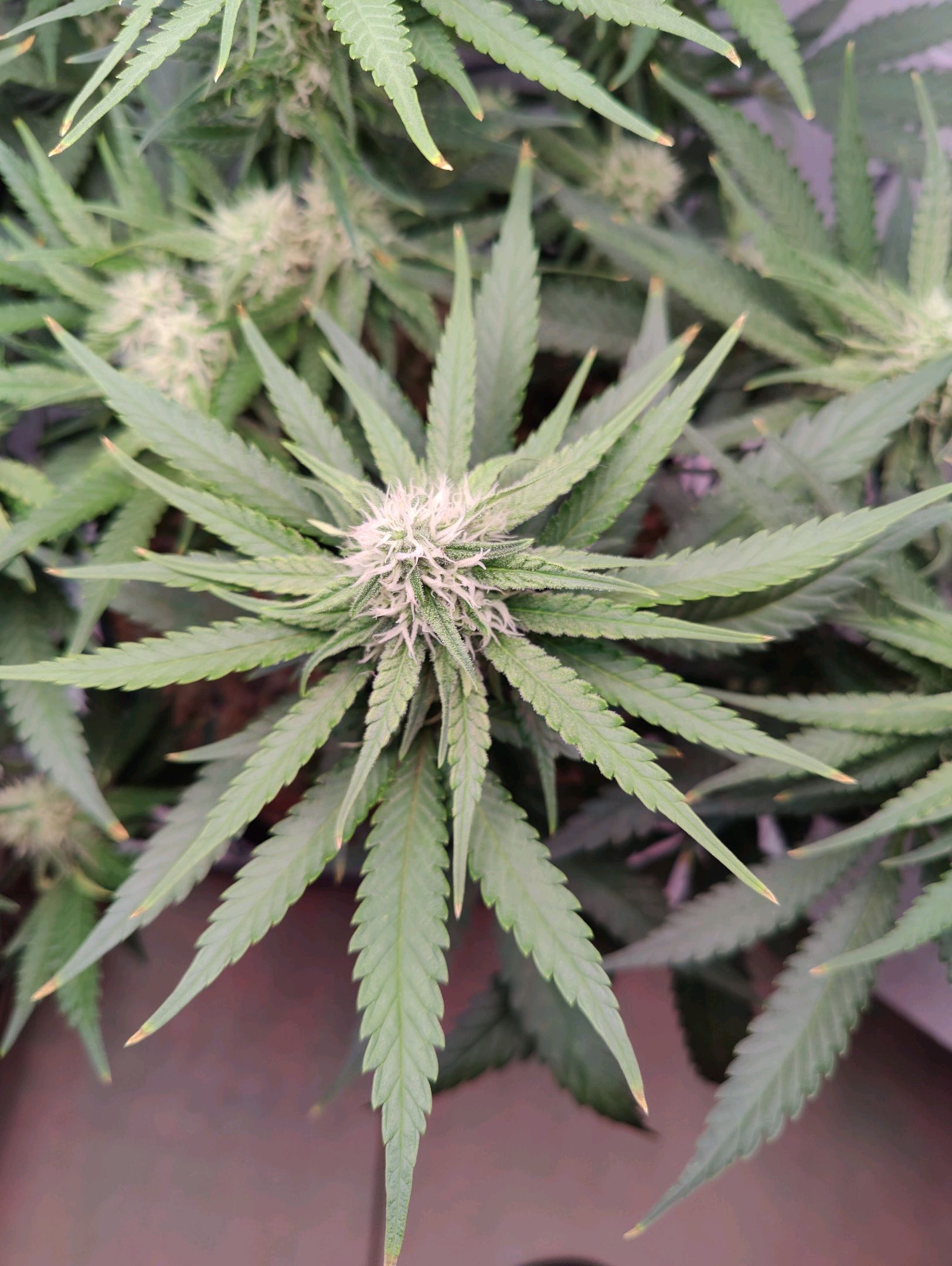 Cinderella 99 growlog photo 31