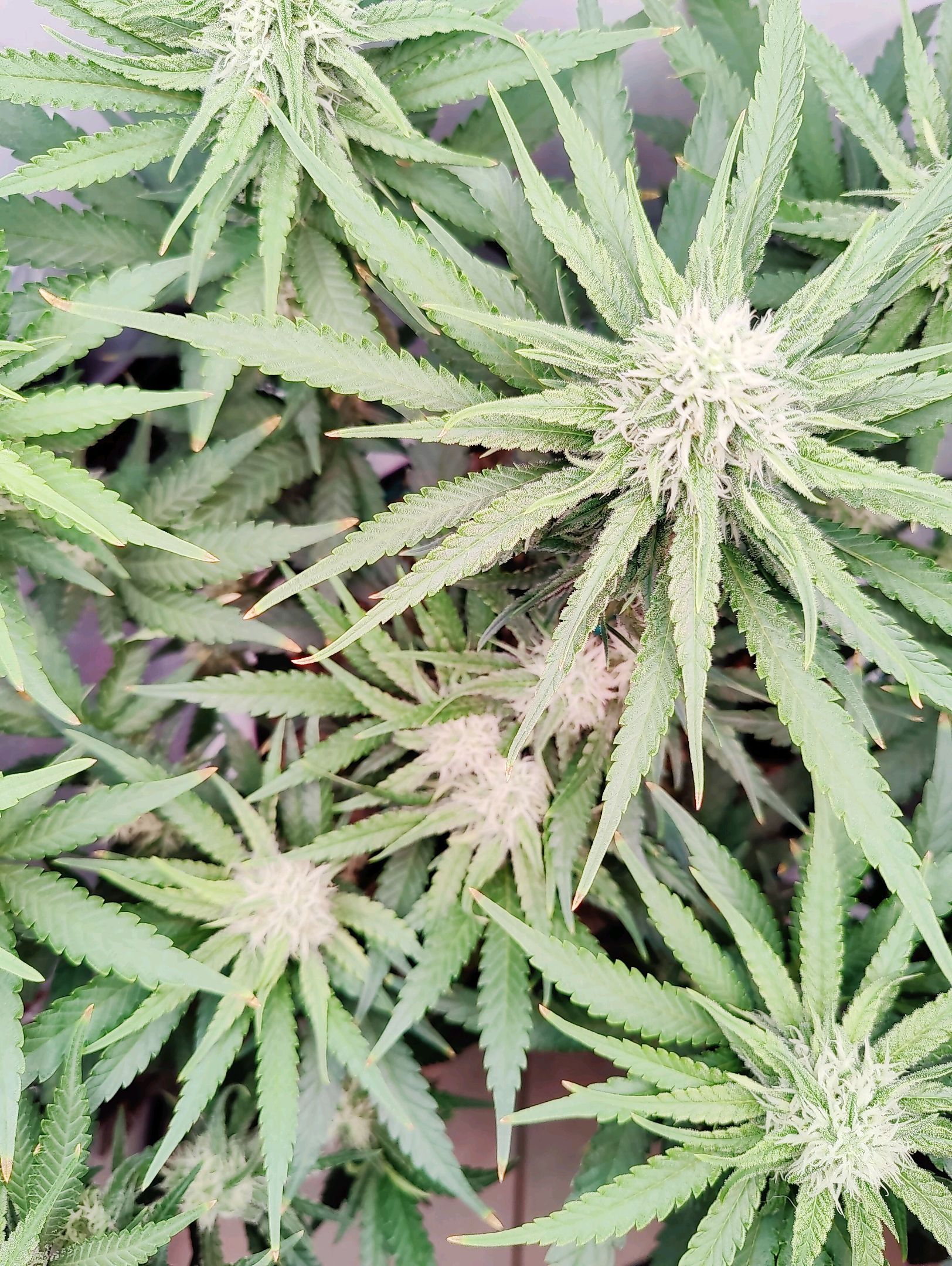 Cinderella 99 growlog photo 33