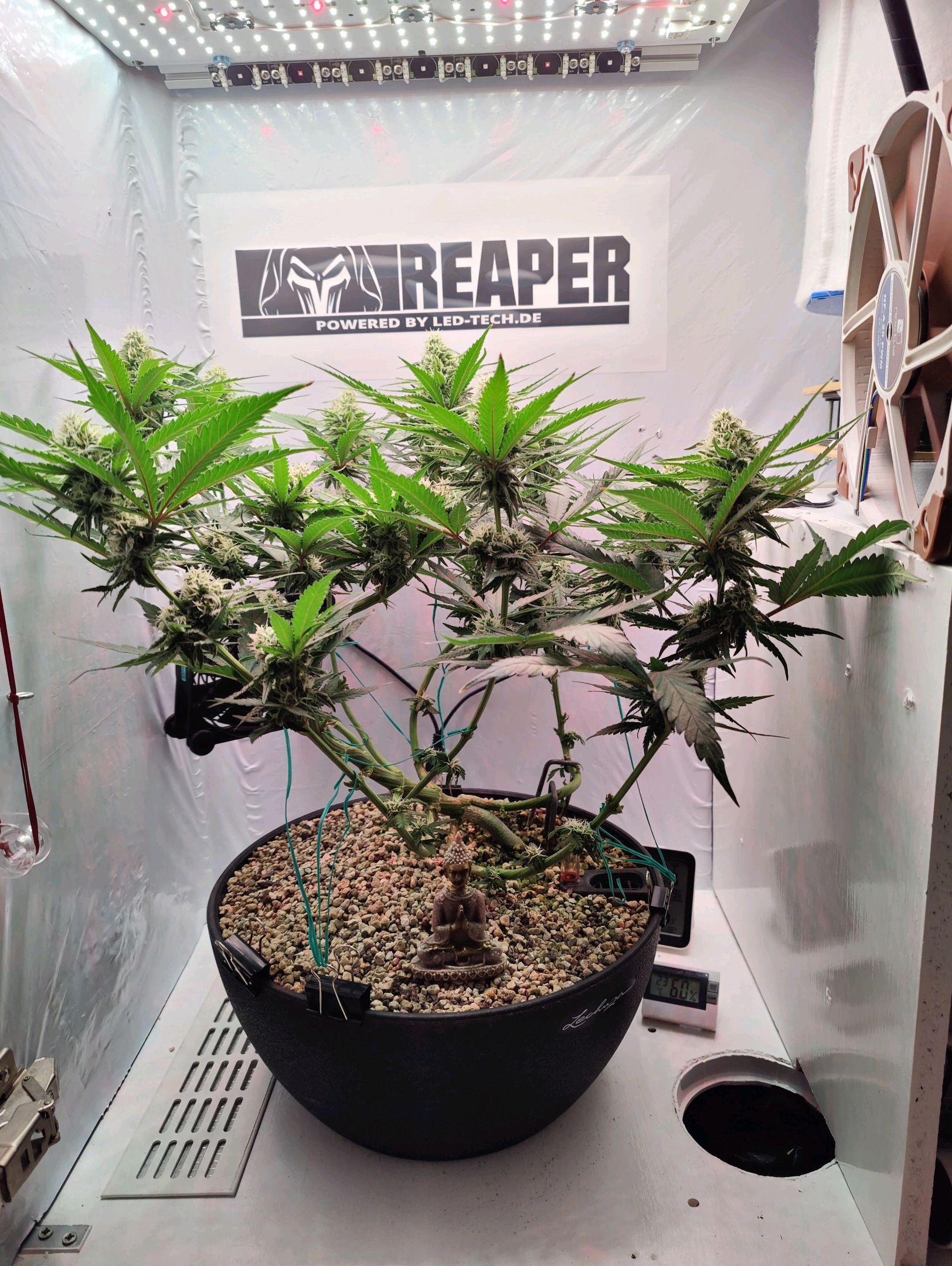 Cinderella 99 growlog photo 34