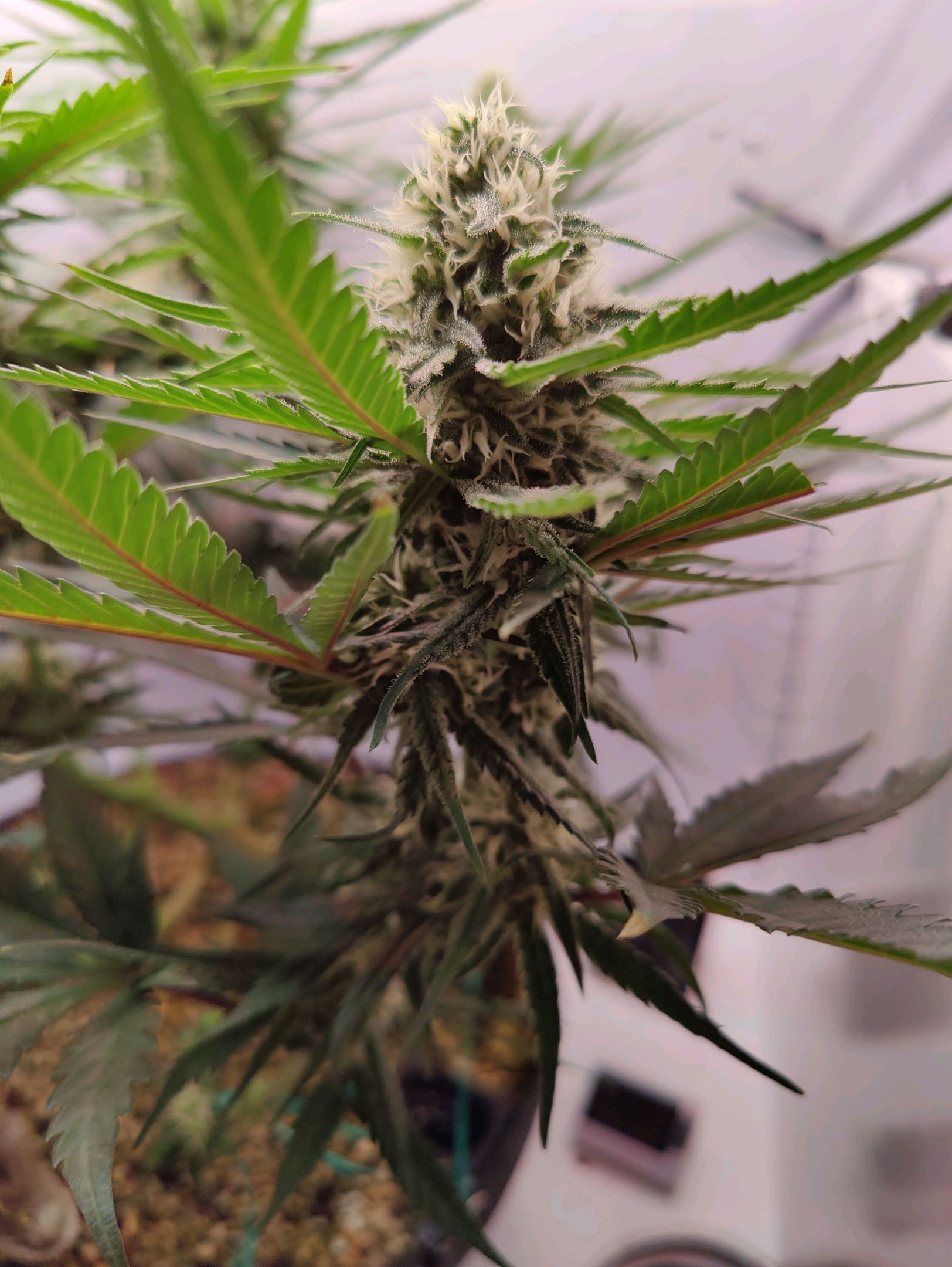 Cinderella 99 growlog photo 32