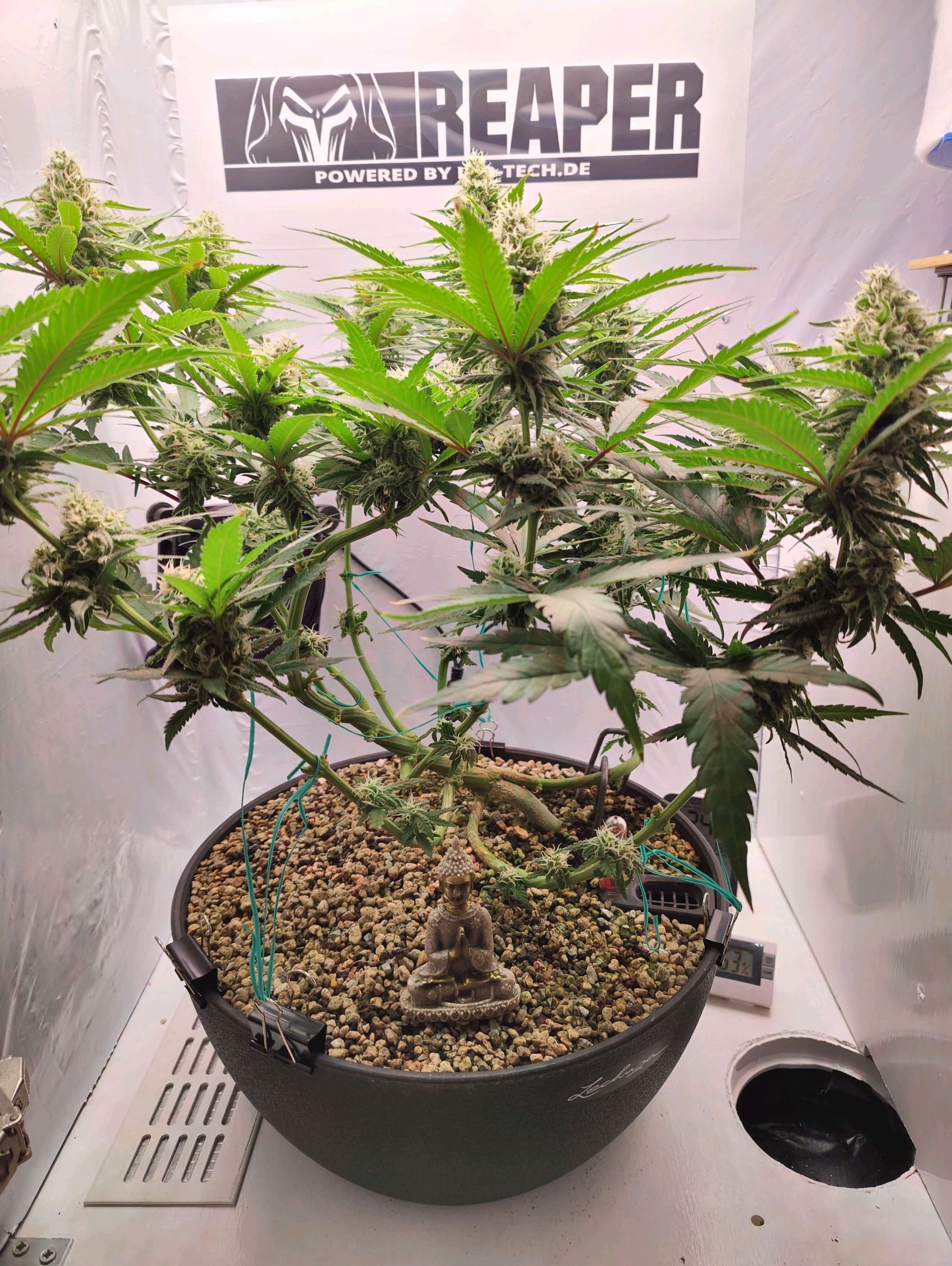 Cinderella 99 growlog photo 35