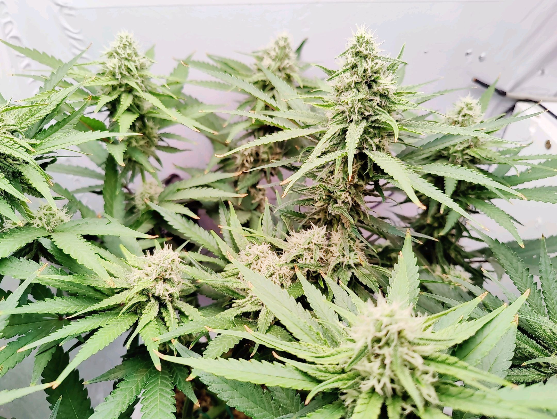 Cinderella 99 growlog photo 36