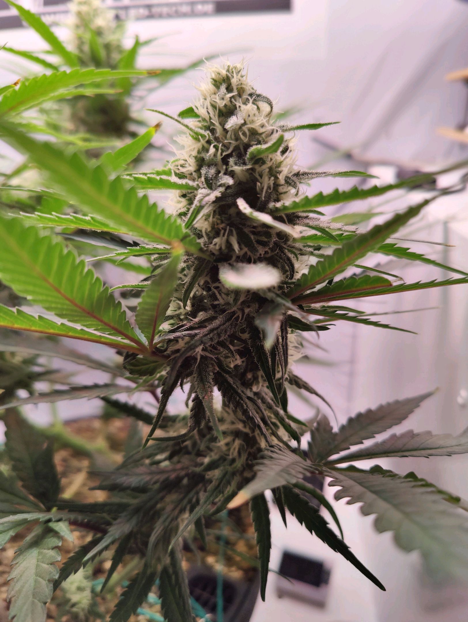 Cinderella 99 growlog photo 37