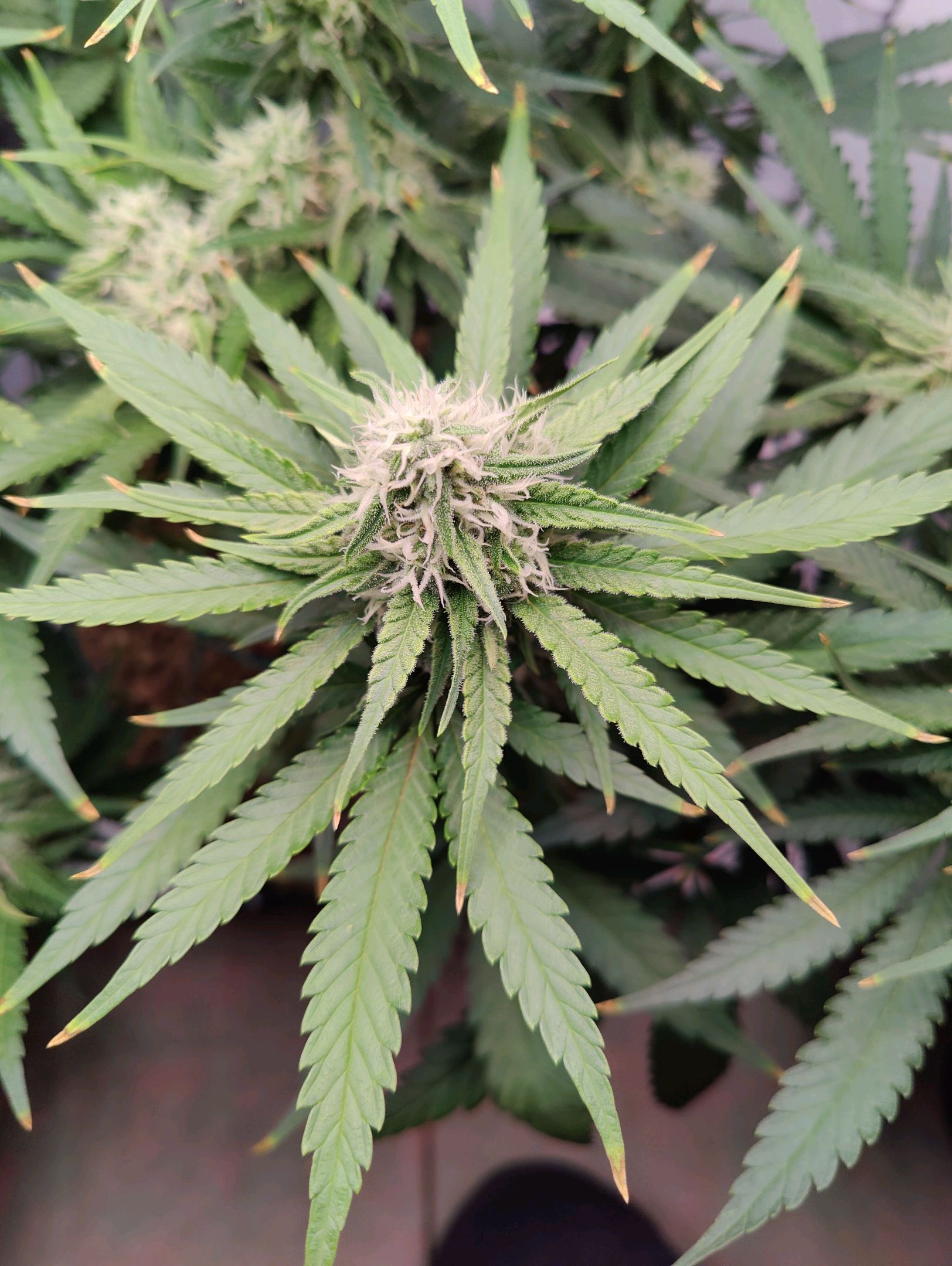 Cinderella 99 growlog photo 38