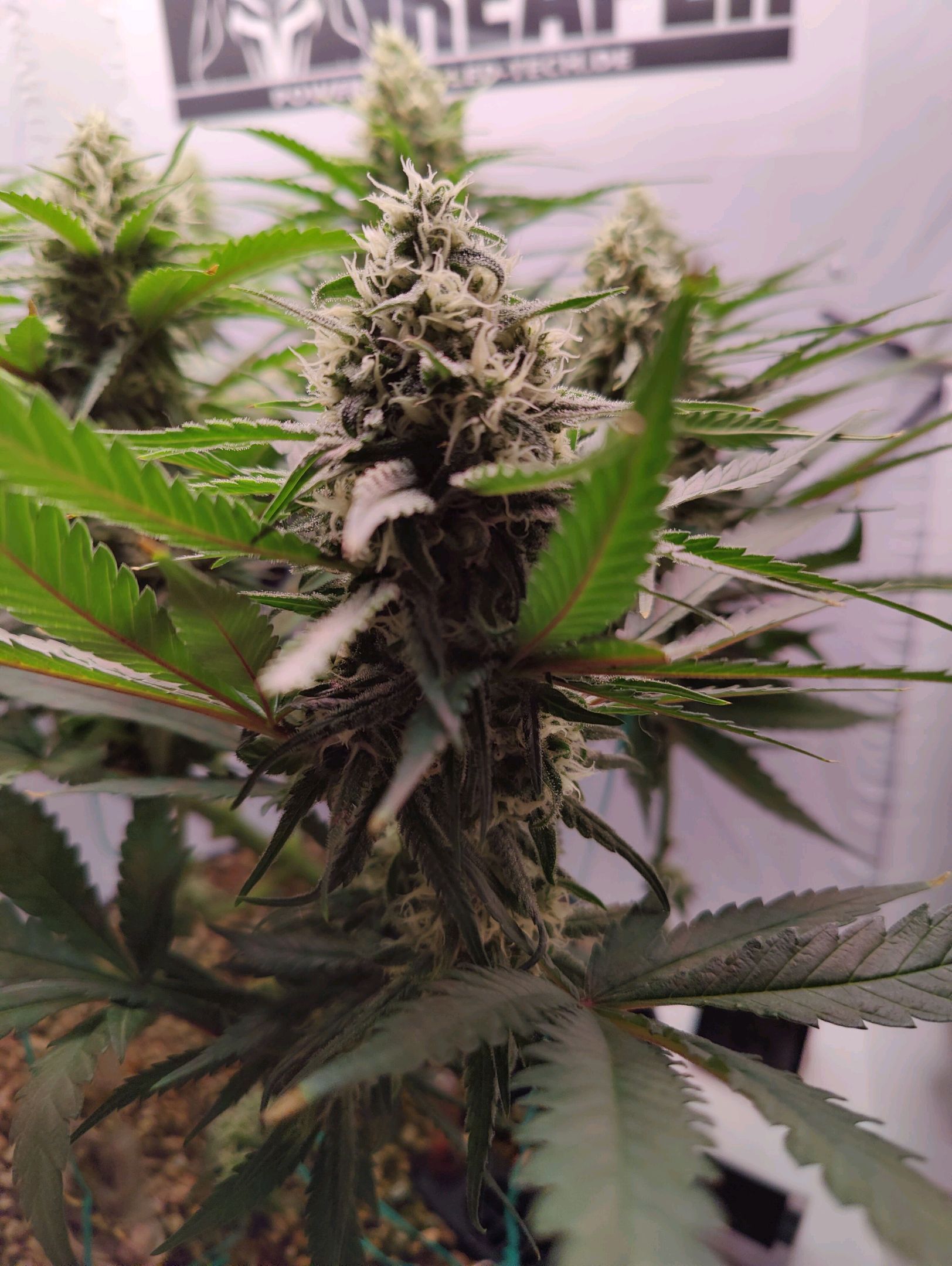 Cinderella 99 growlog photo 39