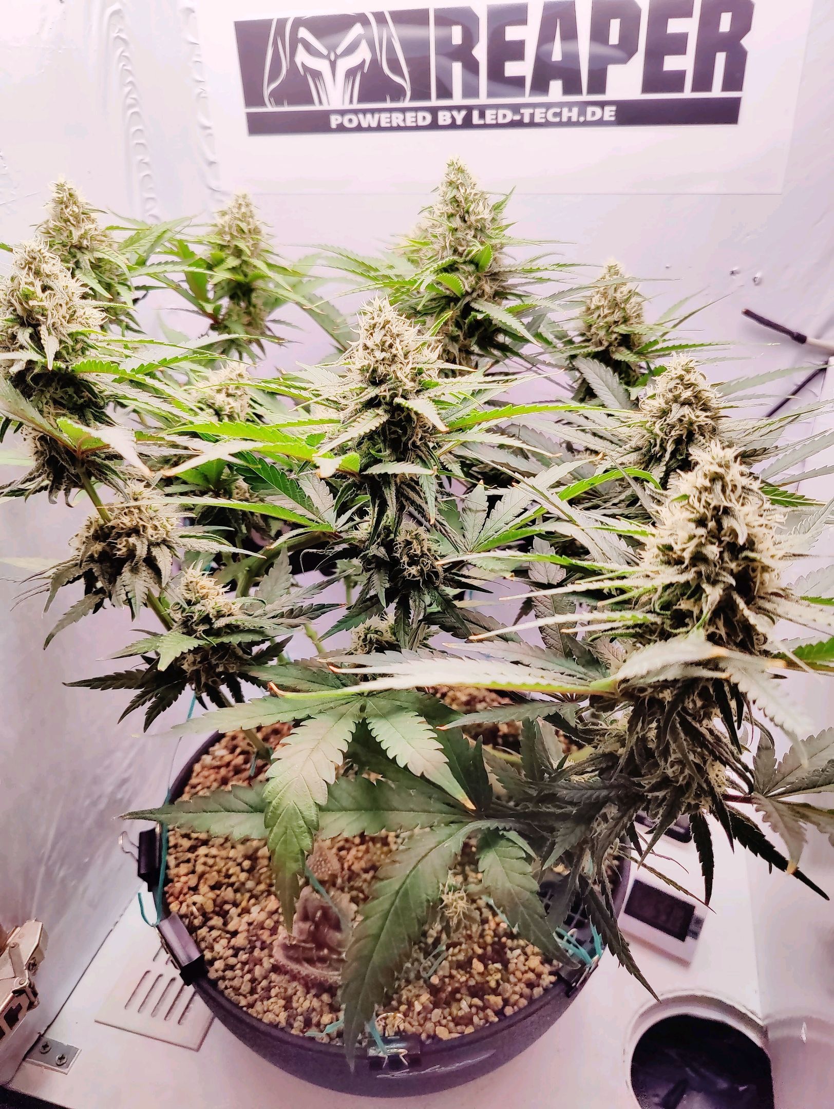 Cinderella 99 growlog photo 40