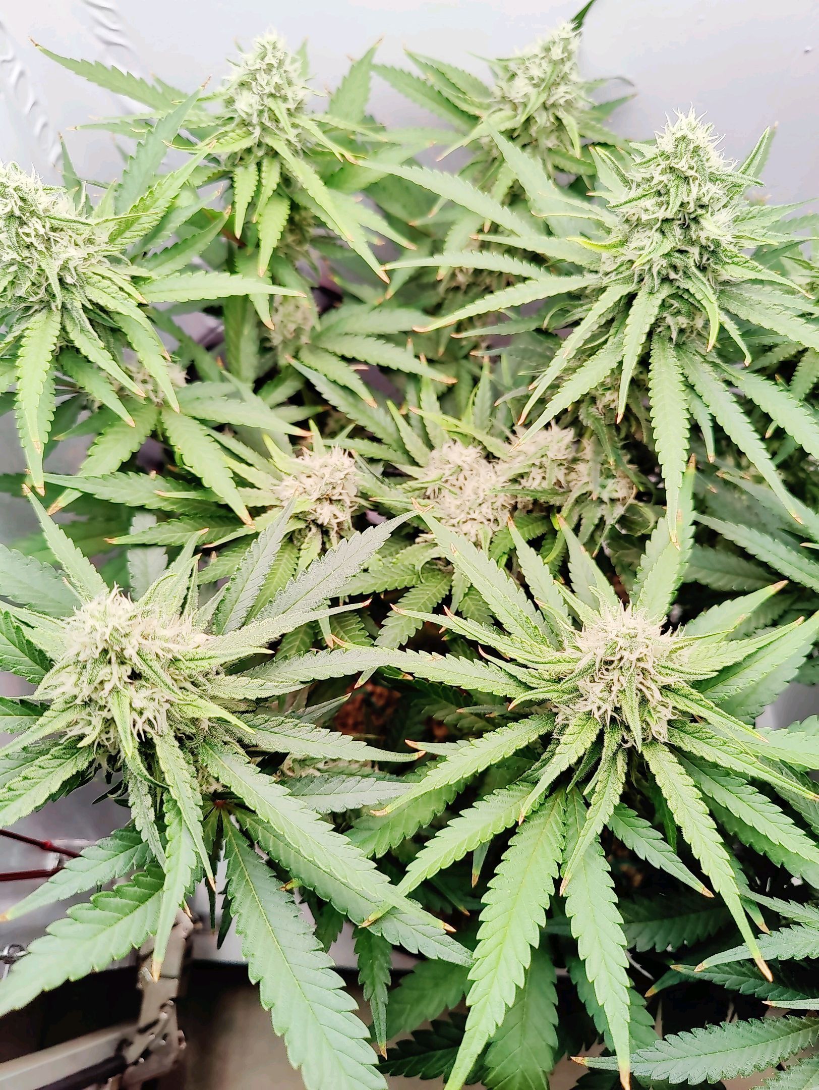 Cinderella 99 growlog photo 41