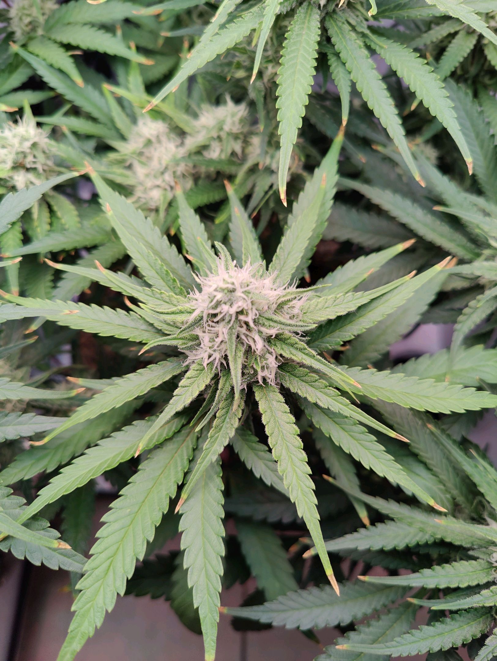 Cinderella 99 growlog photo 42