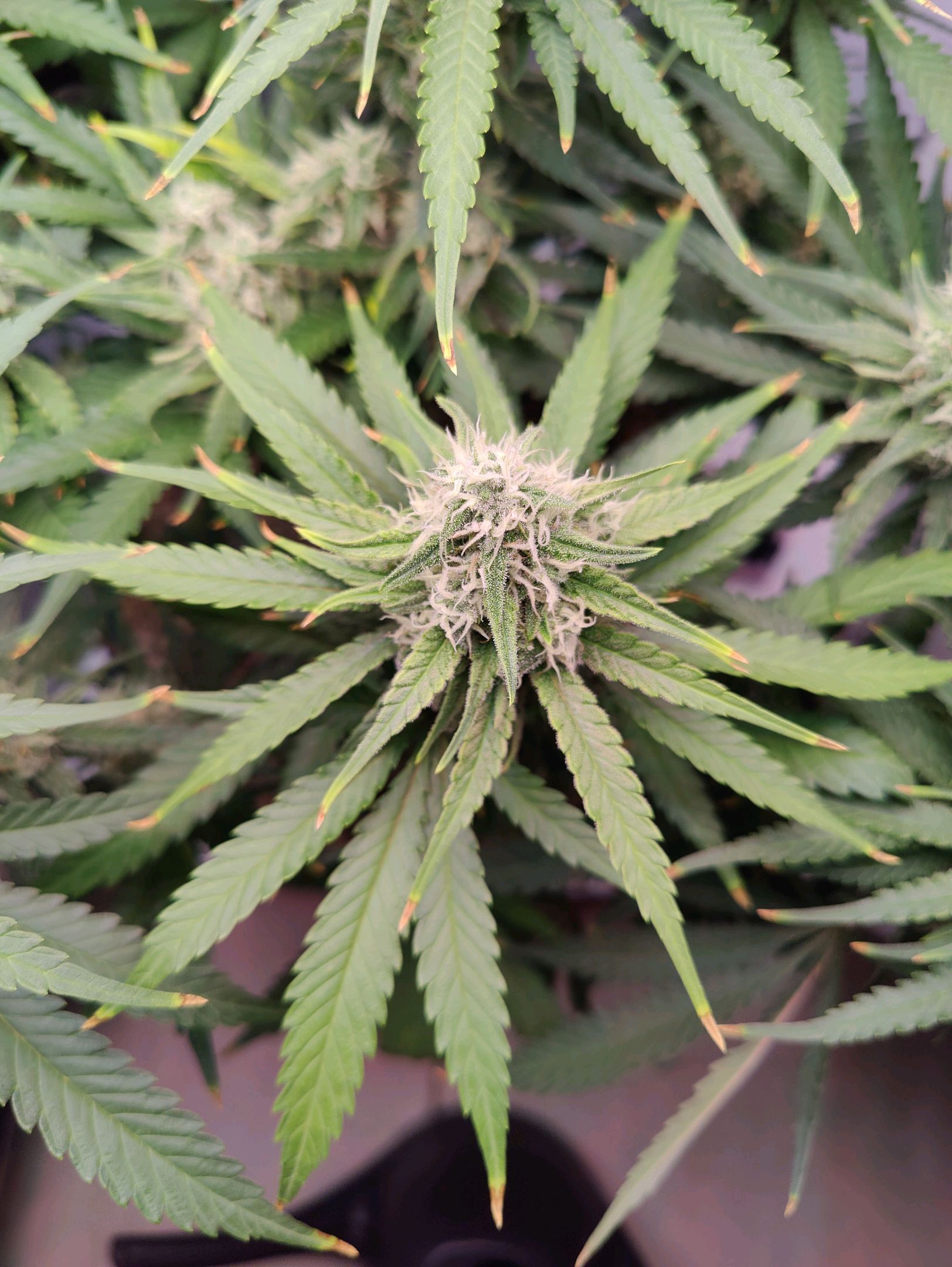 Cinderella 99 growlog photo 44