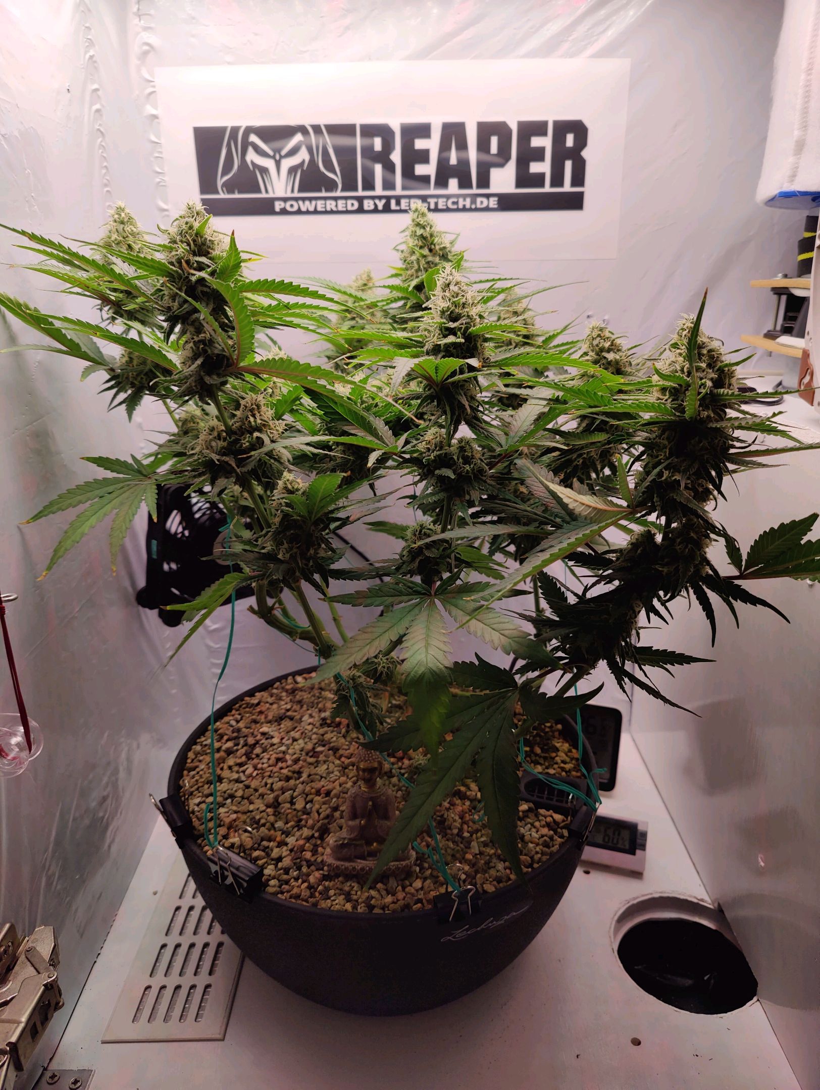 Cinderella 99 growlog photo 43