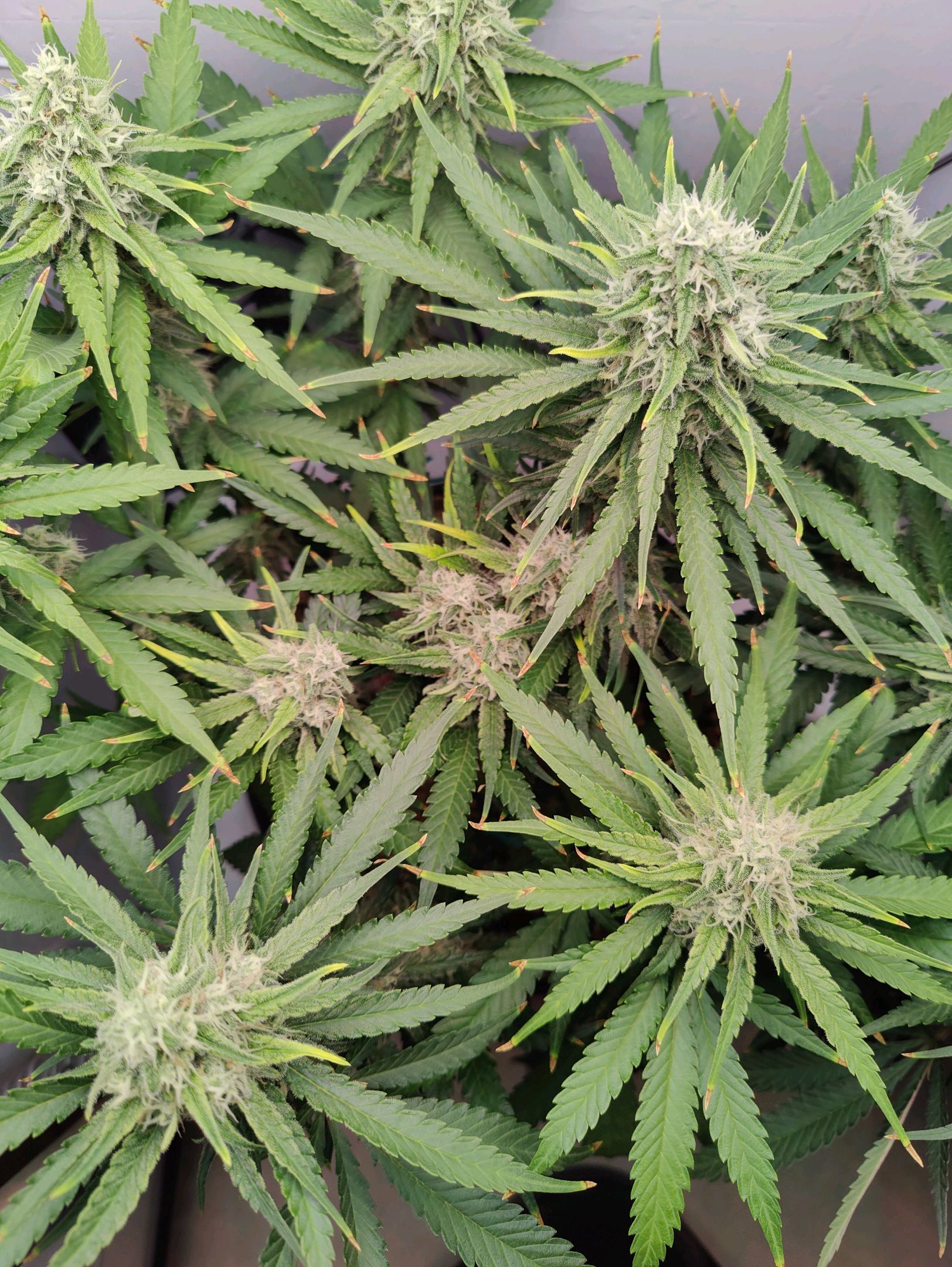 Cinderella 99 growlog photo 45